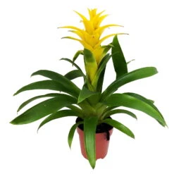 Guzmania 'Diana', Gelb, Topf-Ø 12 Cm, Höhe Ca. 50 Cm