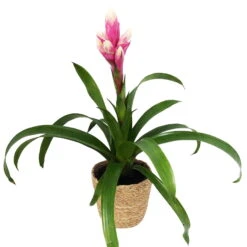 Guzmania 'Candy', Rosa-weiß, Topf-Ø 13 Cm, Mit Korb Maki, Höhe Ca. 55 Cm