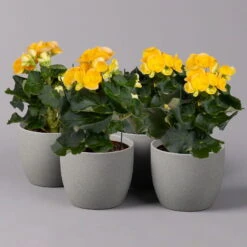 Elatior-Begonie, Topf-Ø 14 Cm, Gelb, Höhe Ca. 20-27 Cm, 4er-Set