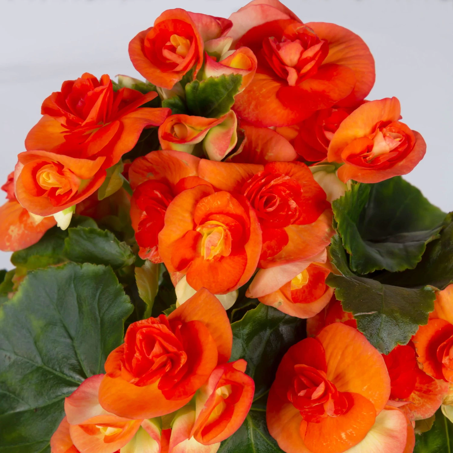 Elatior-Begonie, Topf-Ø 14 Cm, Orange, Höhe Ca. 20-27 Cm, 4er-Set - Image 5