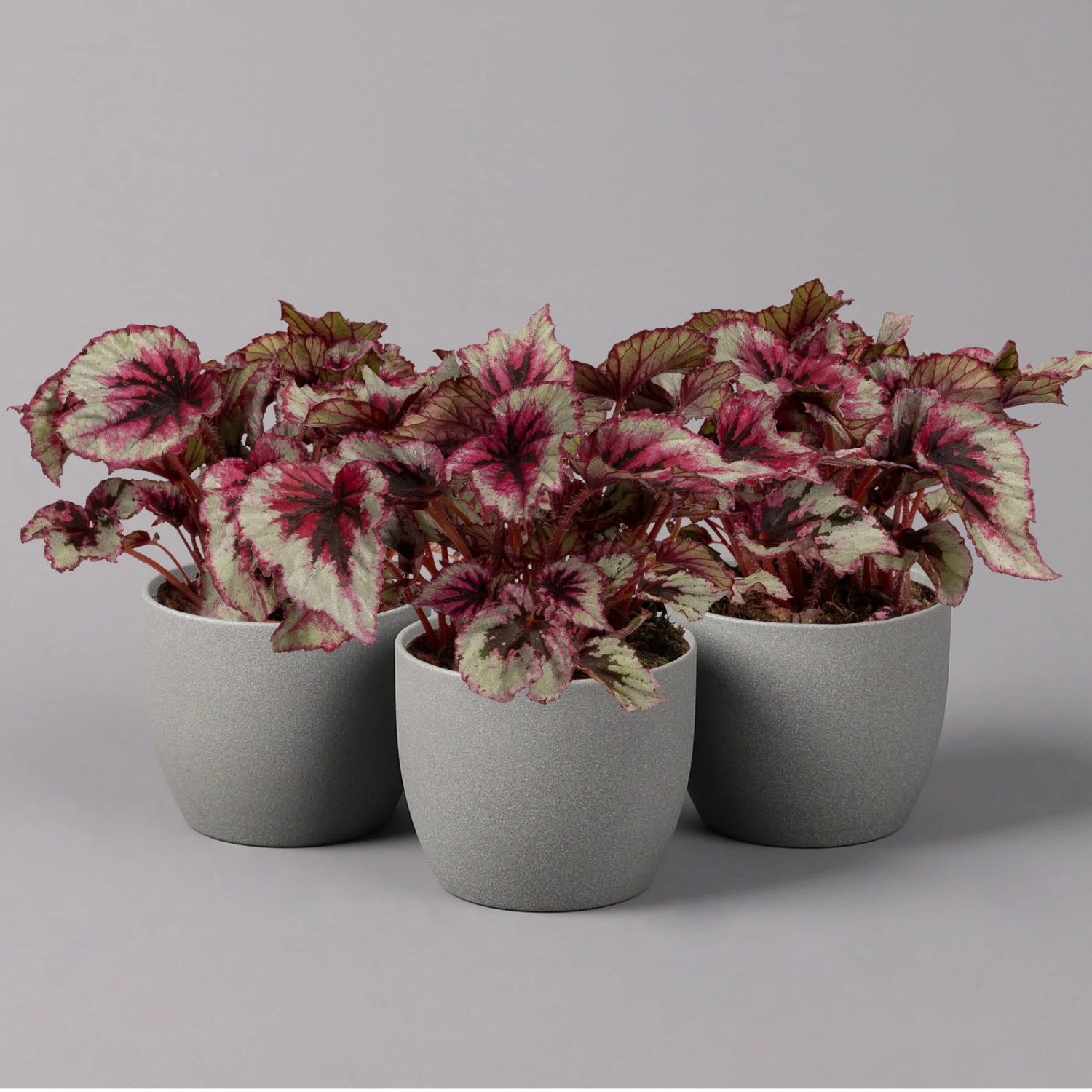 Blattbegonie 'Evening Glow', Topf-Ø 12 Cm, Höhe Ca. 25 Cm, 3er-Set