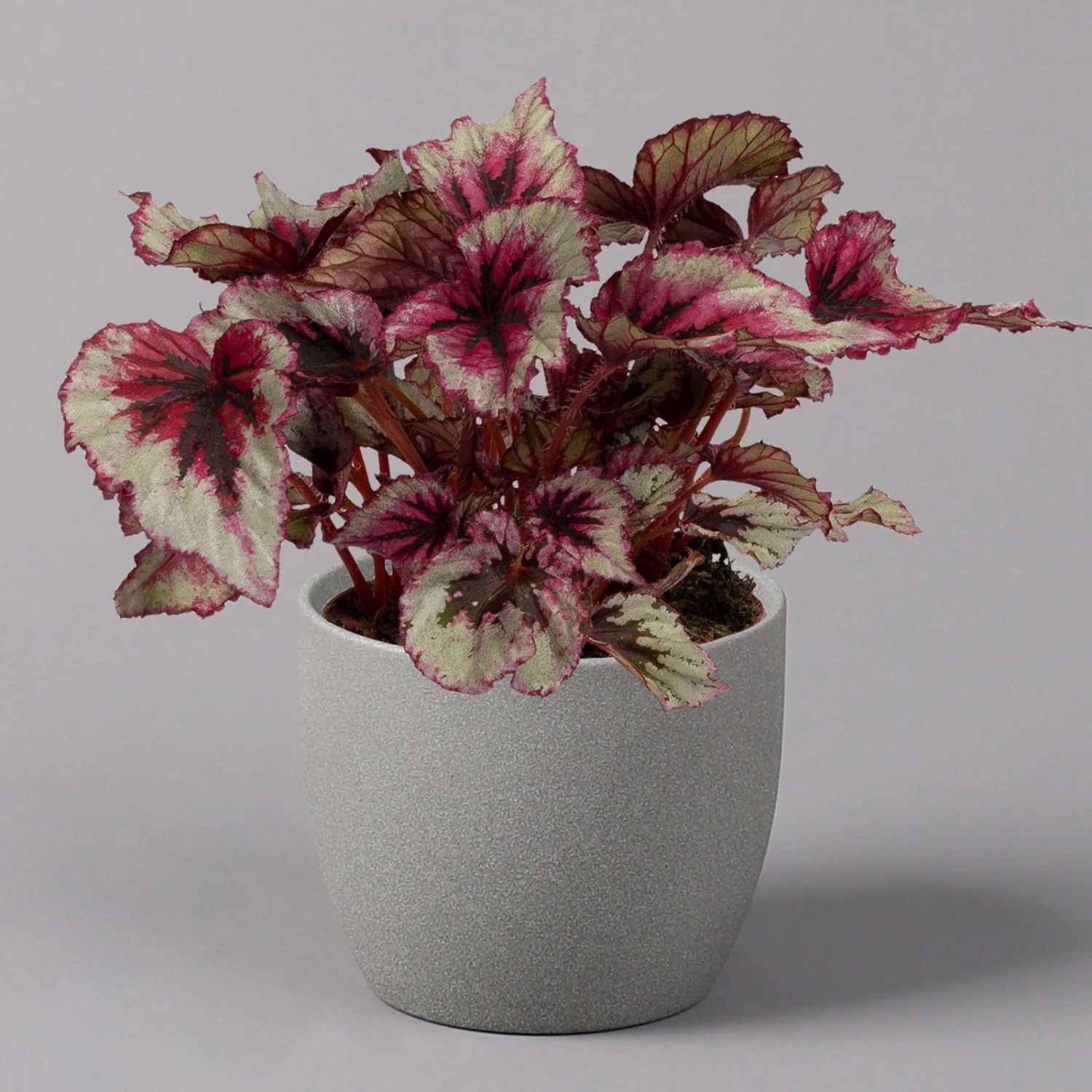 Blattbegonie 'Evening Glow', Topf-Ø 12 Cm, Höhe Ca. 25 Cm, 3er-Set - Image 2