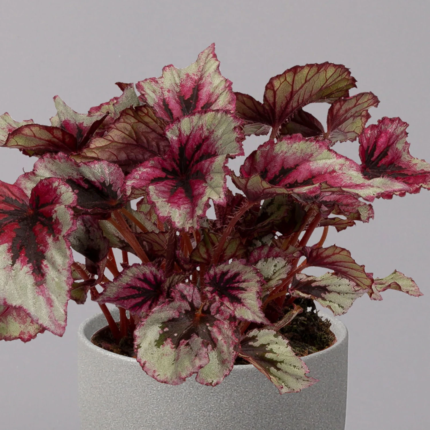 Blattbegonie 'Evening Glow', Topf-Ø 12 Cm, Höhe Ca. 25 Cm, 3er-Set - Image 3