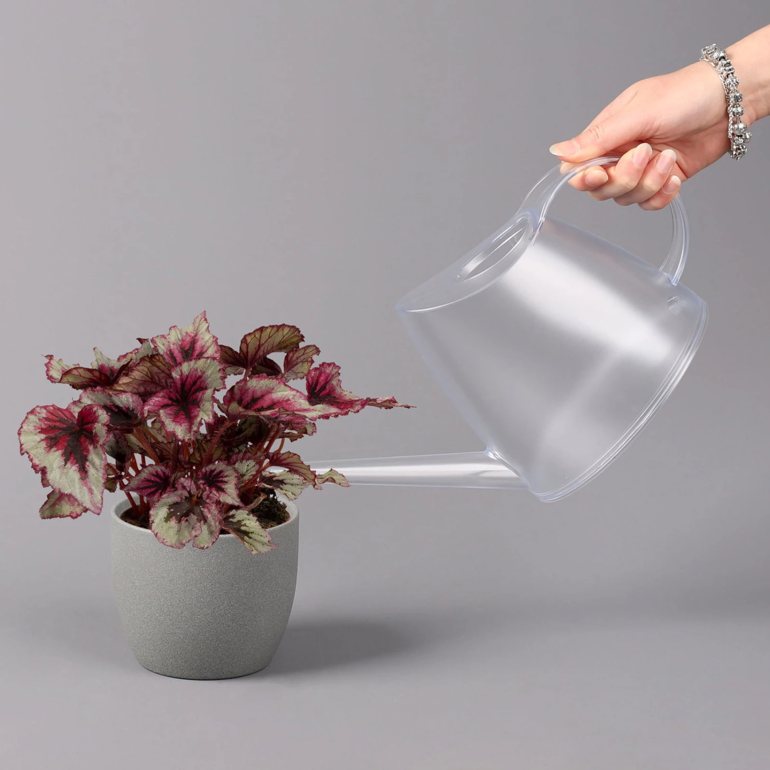 Blattbegonie 'Evening Glow', Topf-Ø 12 Cm, Höhe Ca. 25 Cm, 3er-Set - Image 4