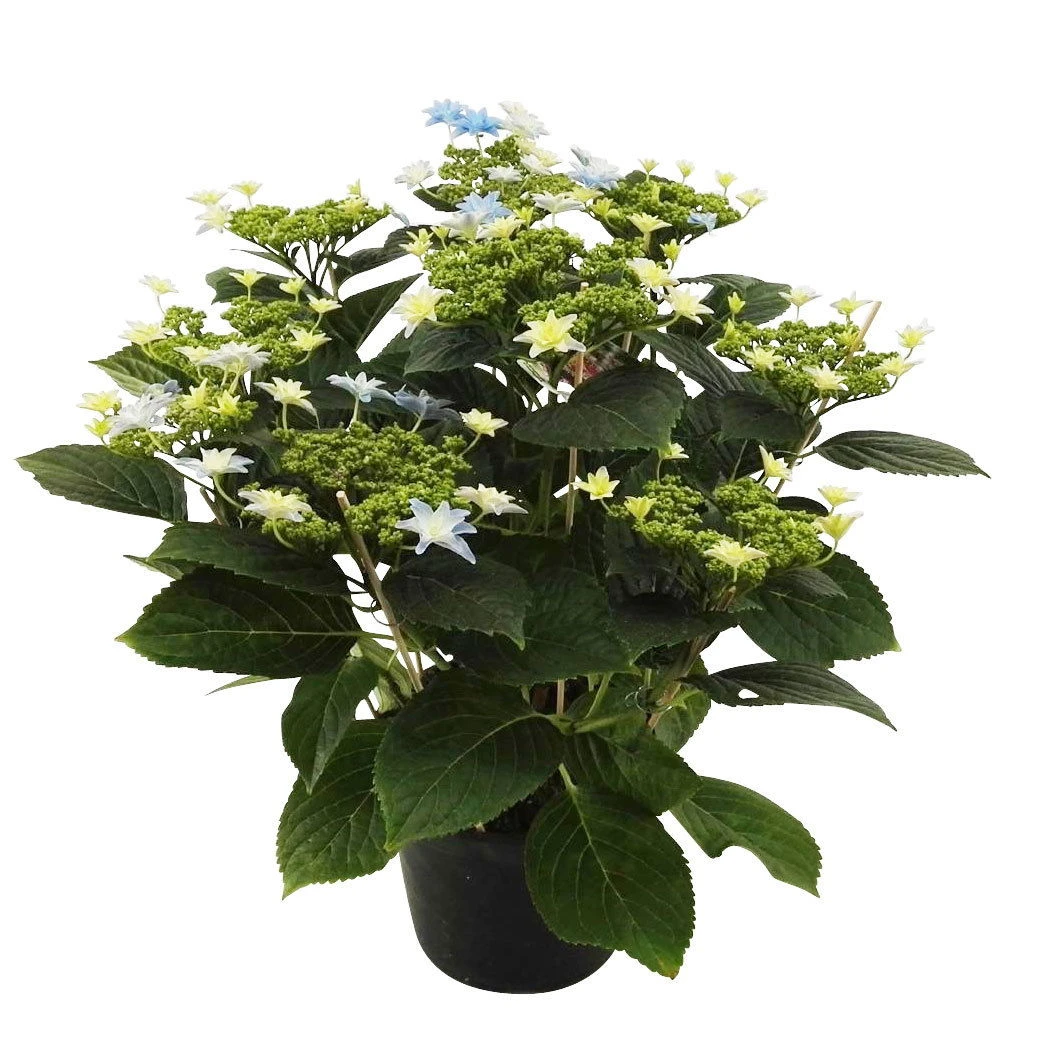 Hortensie Hovaria® 'Elleair Anniversary', Blau, Topf-Ø 14 Cm, Höhe Ca. 35 Cm