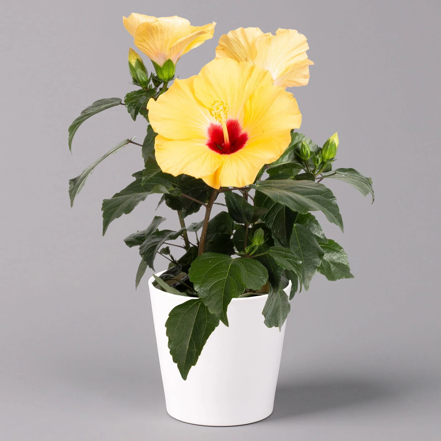 Hibiskus, Gelb, Mit Keramiktopf Dallas Weiß, Topf-Ø 13 Cm, Höhe Ca. 35 Cm