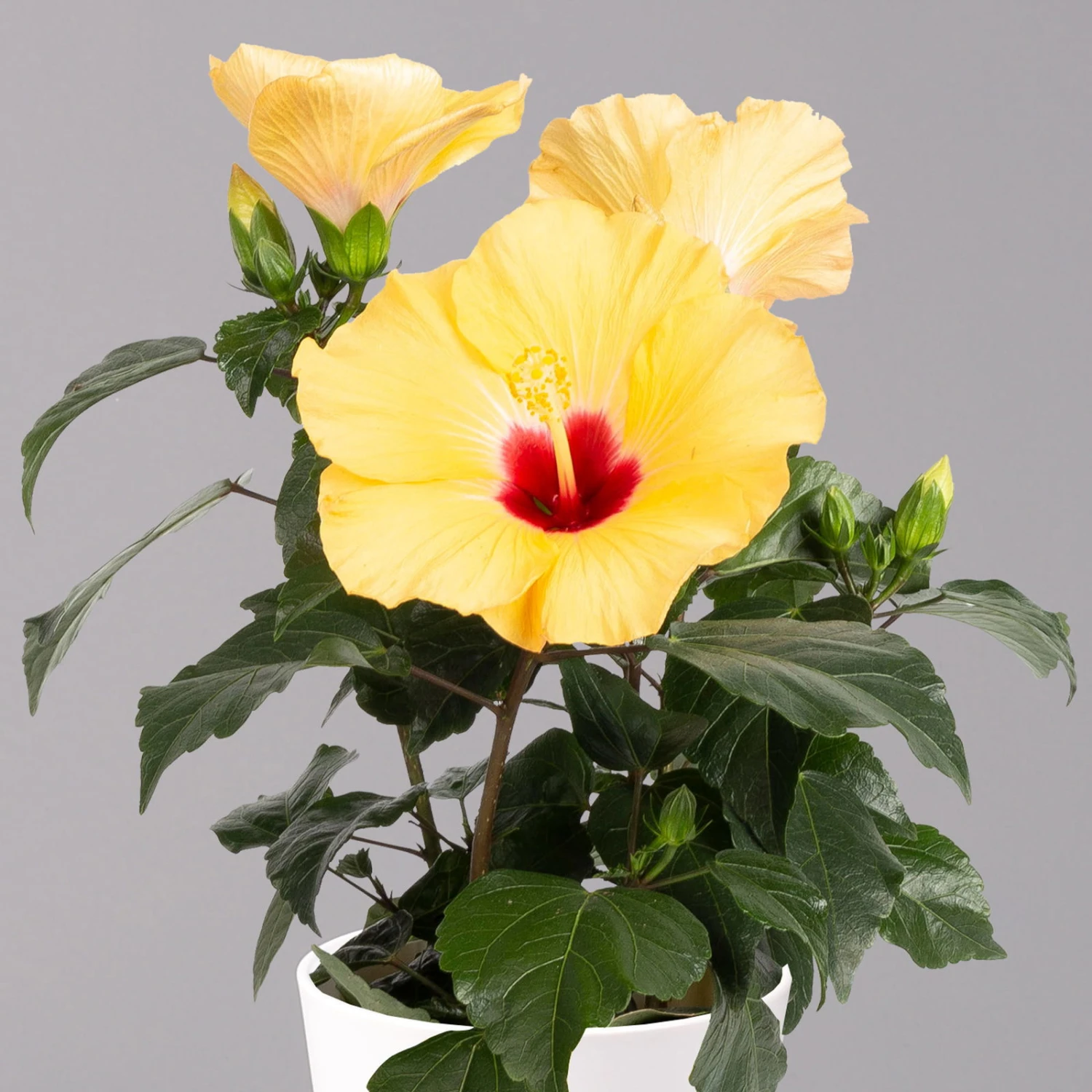 Hibiskus, Gelb, Mit Keramiktopf Dallas Weiß, Topf-Ø 13 Cm, Höhe Ca. 35 Cm - Image 2