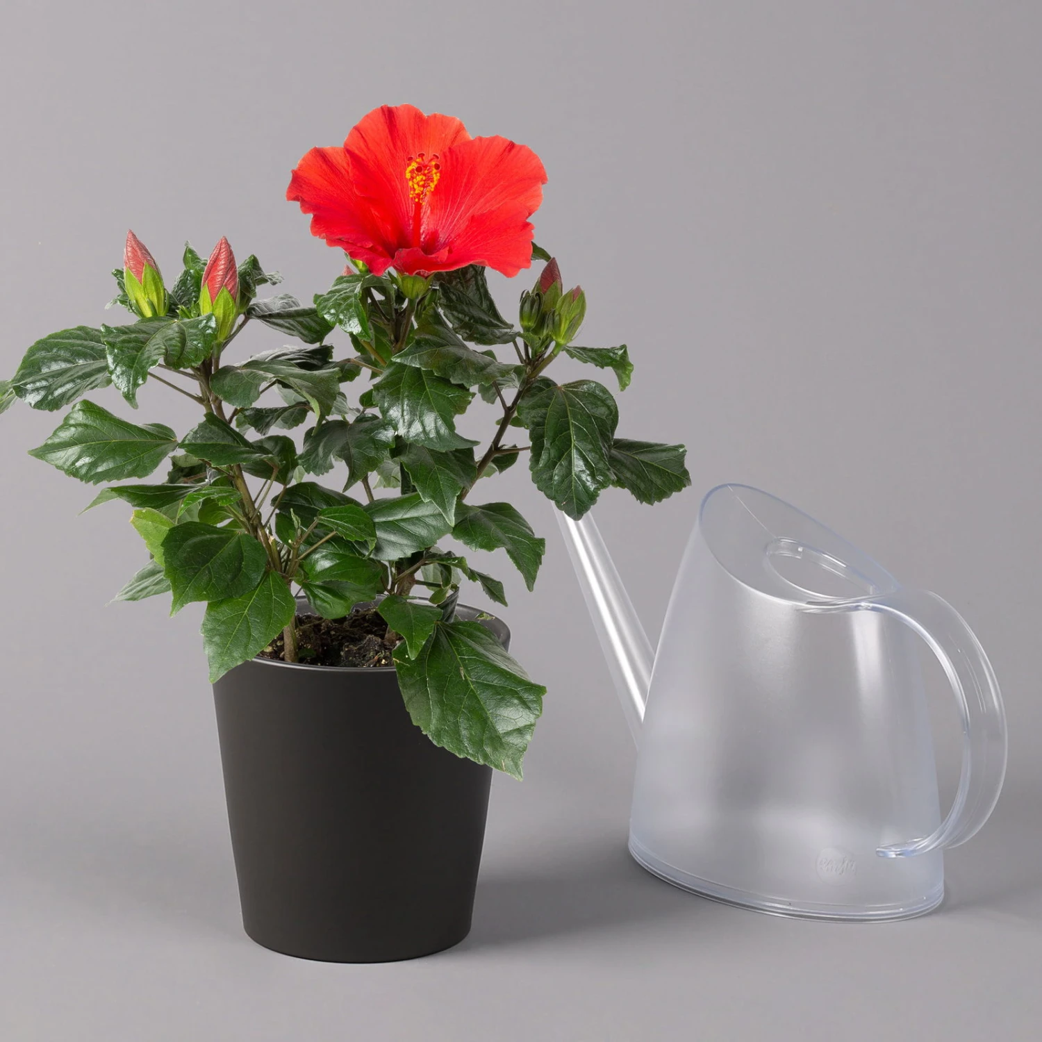 Hibiskus, Rot, In Keramiktopf Dallas Anthrazit, Topf-Ø 13 Cm, 2er-Set - Image 4