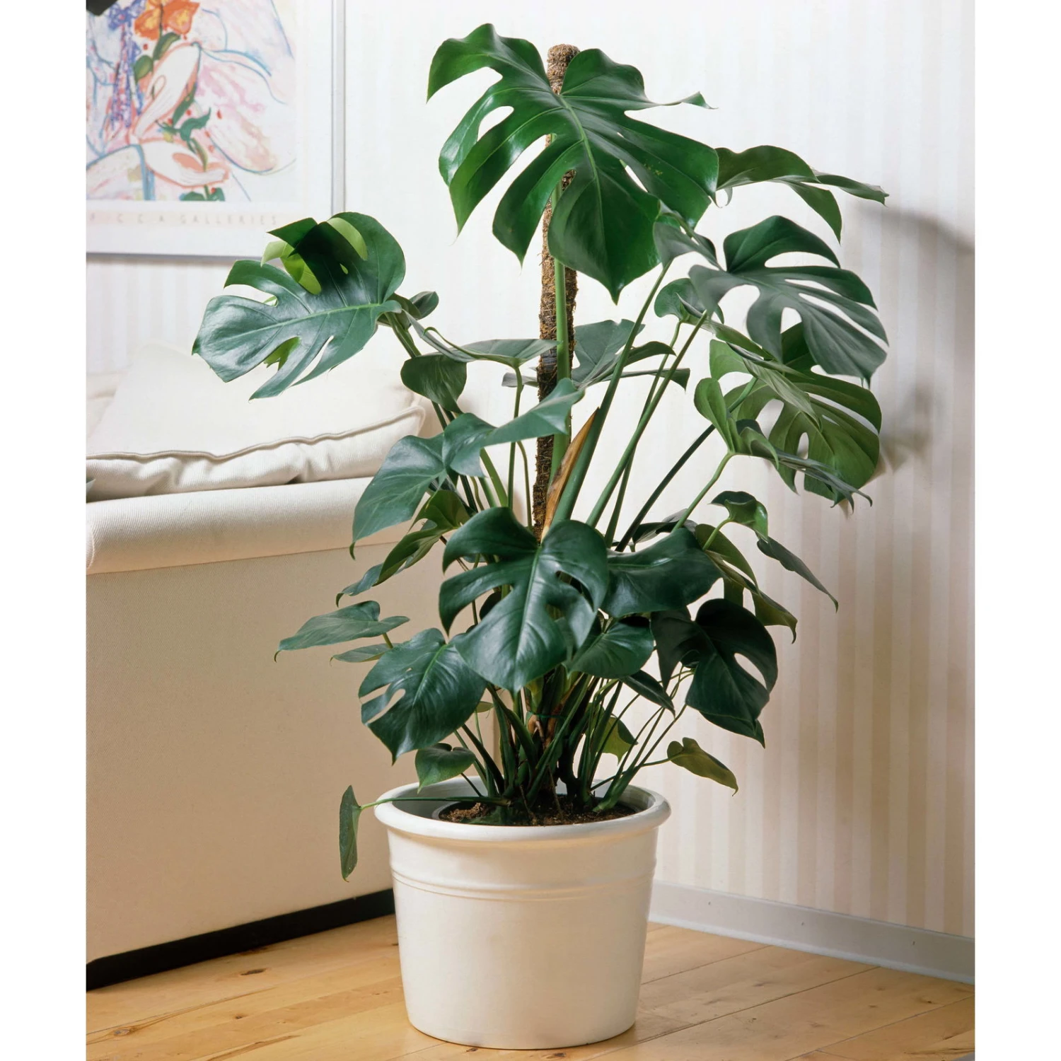 Monstera Deliciosa, Topf-Ø 27 Cm, Höhe Ca. 120 Cm - Image 2