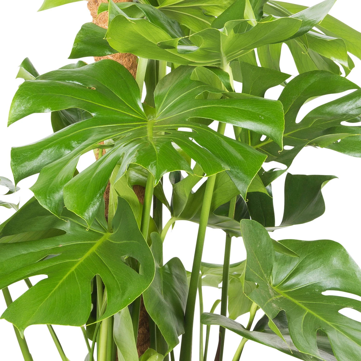 Monstera Deliciosa, Topf-Ø 22 Cm, Höhe Ca. 100 Cm - Image 4
