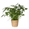 Philodendron Xanadu In Korb Osaka, Topf-Ø 21 Cm, Höhe Ca. 40-60 Cm