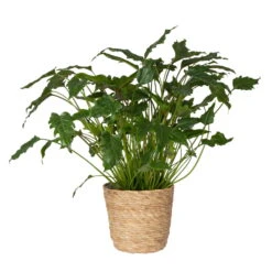 Philodendron Xanadu In Korb Osaka, Topf-Ø 21 Cm, Höhe Ca. 40-60 Cm