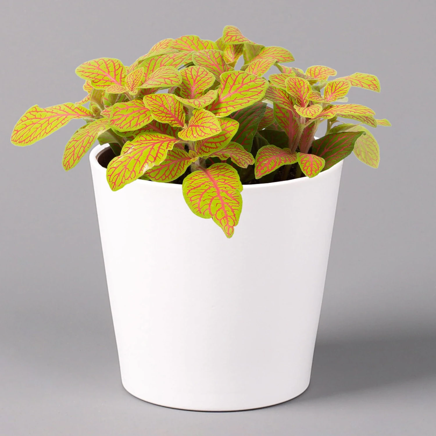 Fittonia 'Skeleton' Inkl. Keramiktopf Dallas Weiß, Topf-Ø 12 Cm, 3er-Set - Image 2