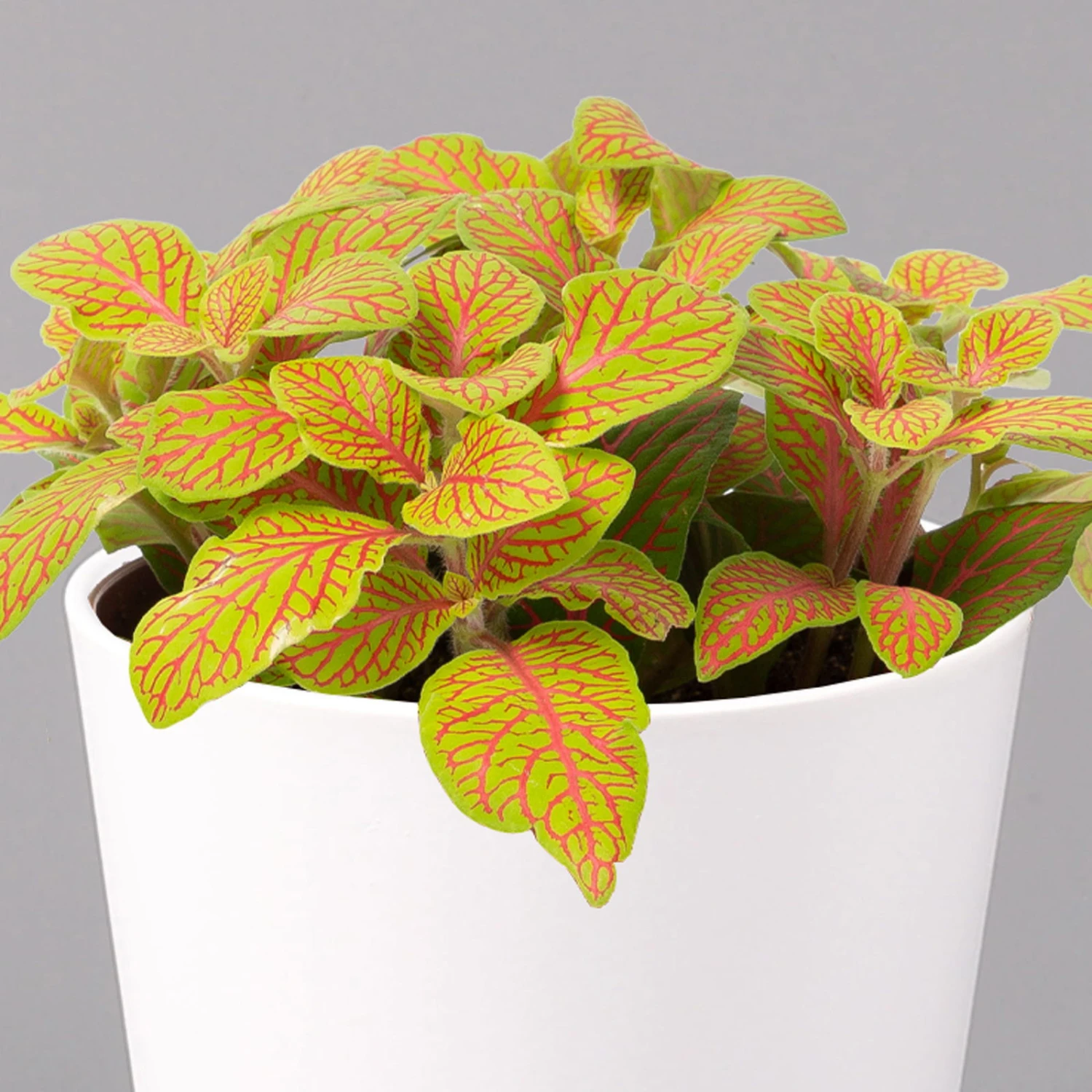 Fittonia 'Skeleton' Inkl. Keramiktopf Dallas Weiß, Topf-Ø 12 Cm, 3er-Set - Image 3