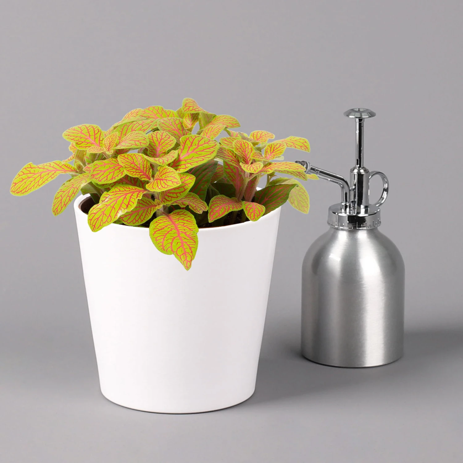 Fittonia 'Skeleton' Inkl. Keramiktopf Dallas Weiß, Topf-Ø 12 Cm, 3er-Set - Image 4