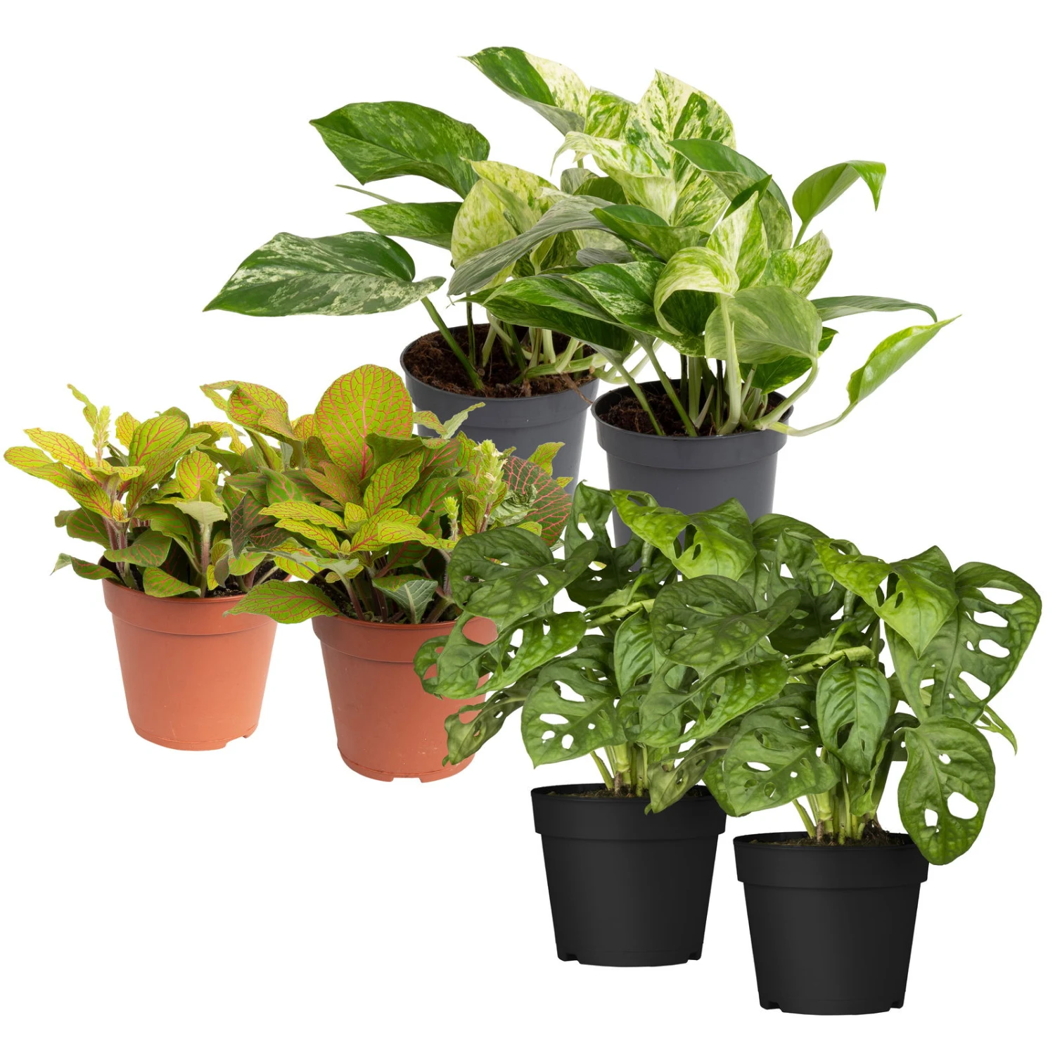 Grünpflanzen Trend-Mix, Hängend Bis Kletternd, Topf 12 Cm Ø