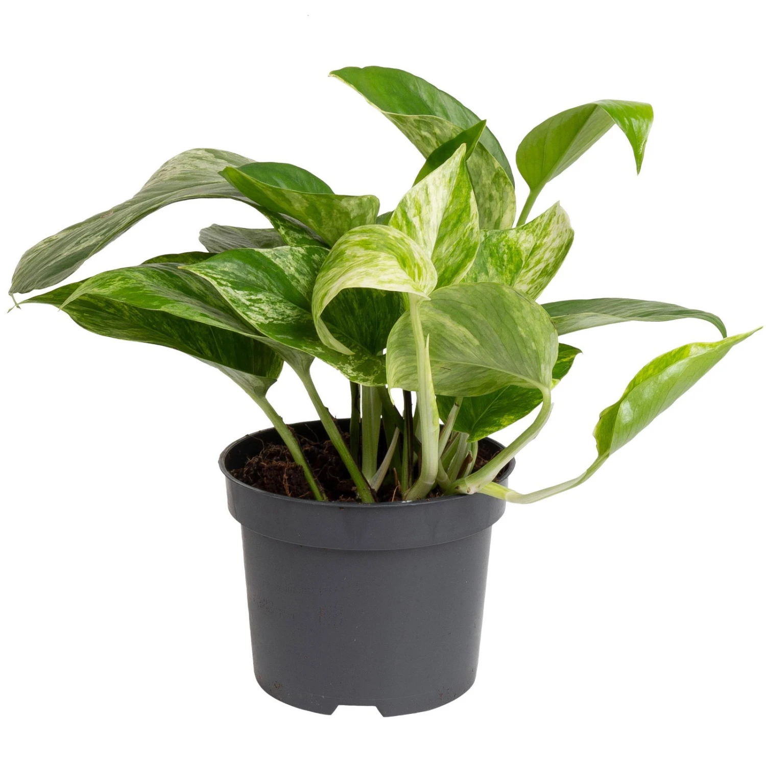 Grünpflanzen Trend-Mix, Hängend Bis Kletternd, Topf 12 Cm Ø - Image 3