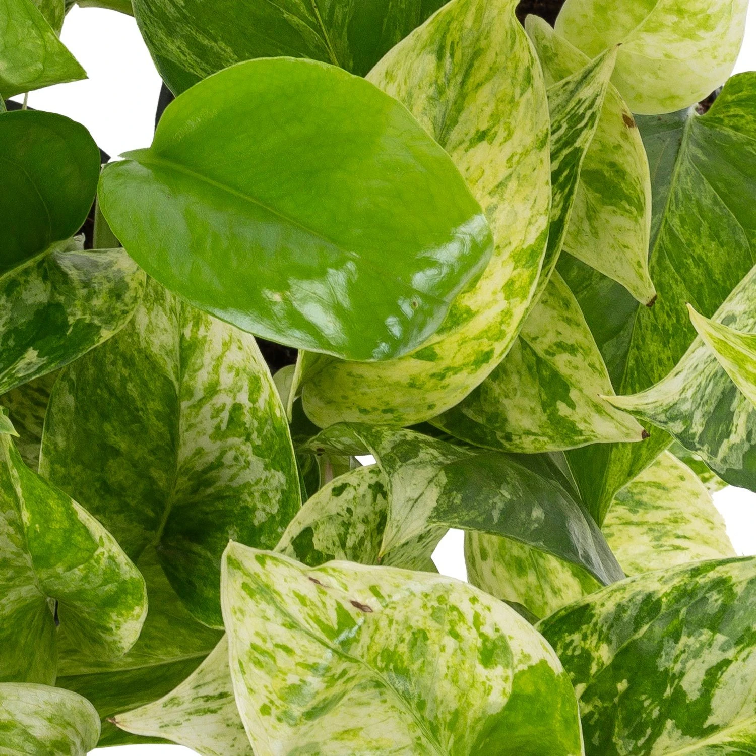 Grünpflanzen Trend-Mix, Hängend Bis Kletternd, Topf 12 Cm Ø - Image 4