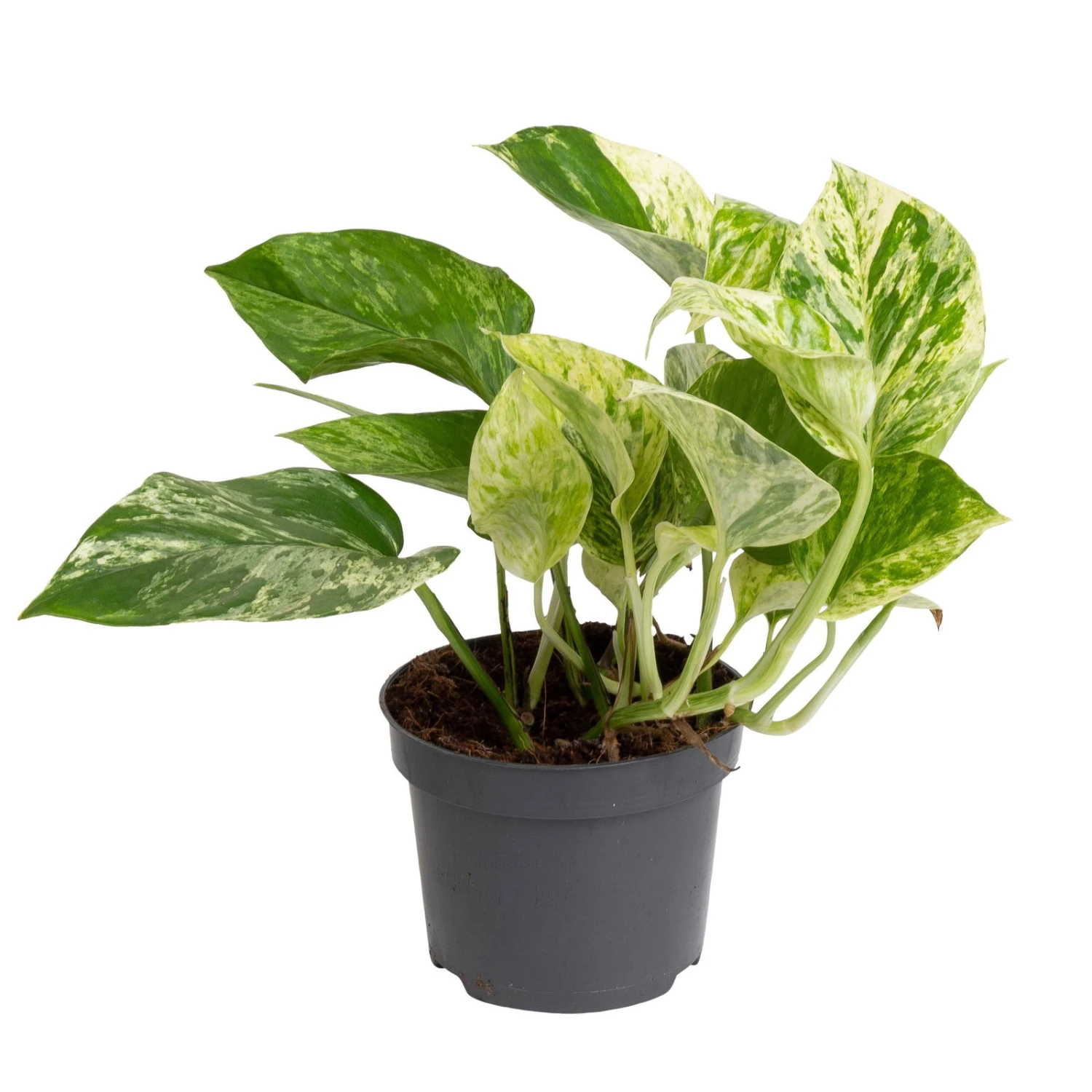 Grünpflanzen Trend-Mix, Hängend Bis Kletternd, Topf 12 Cm Ø - Image 2