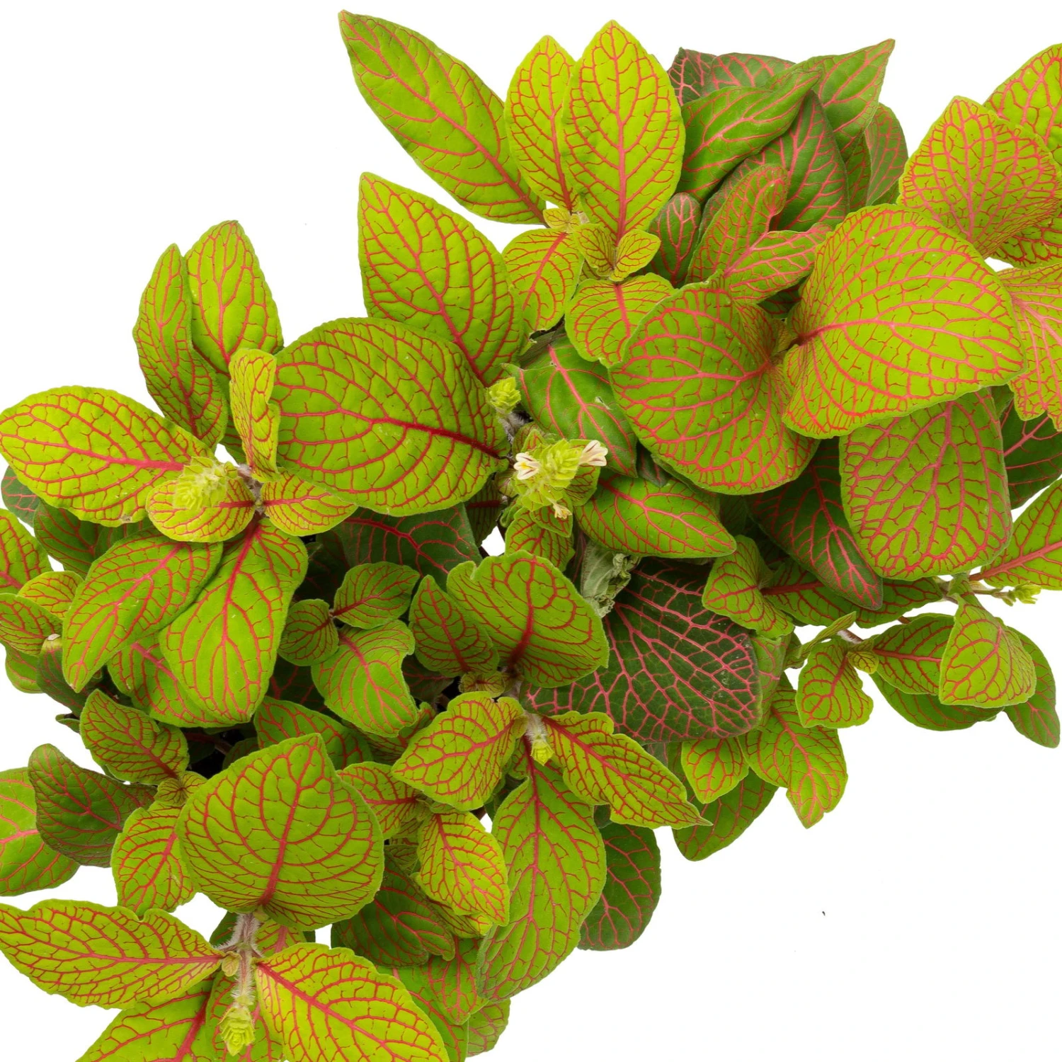 Grünpflanzen Trend-Mix, Hängend Bis Kletternd, Topf 12 Cm Ø - Image 8