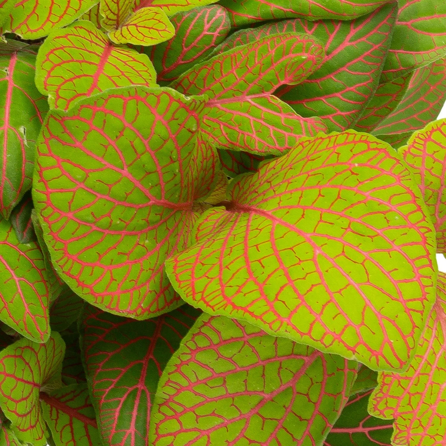 Grünpflanzen Trend-Mix, Hängend Bis Kletternd, Topf 12 Cm Ø - Image 9