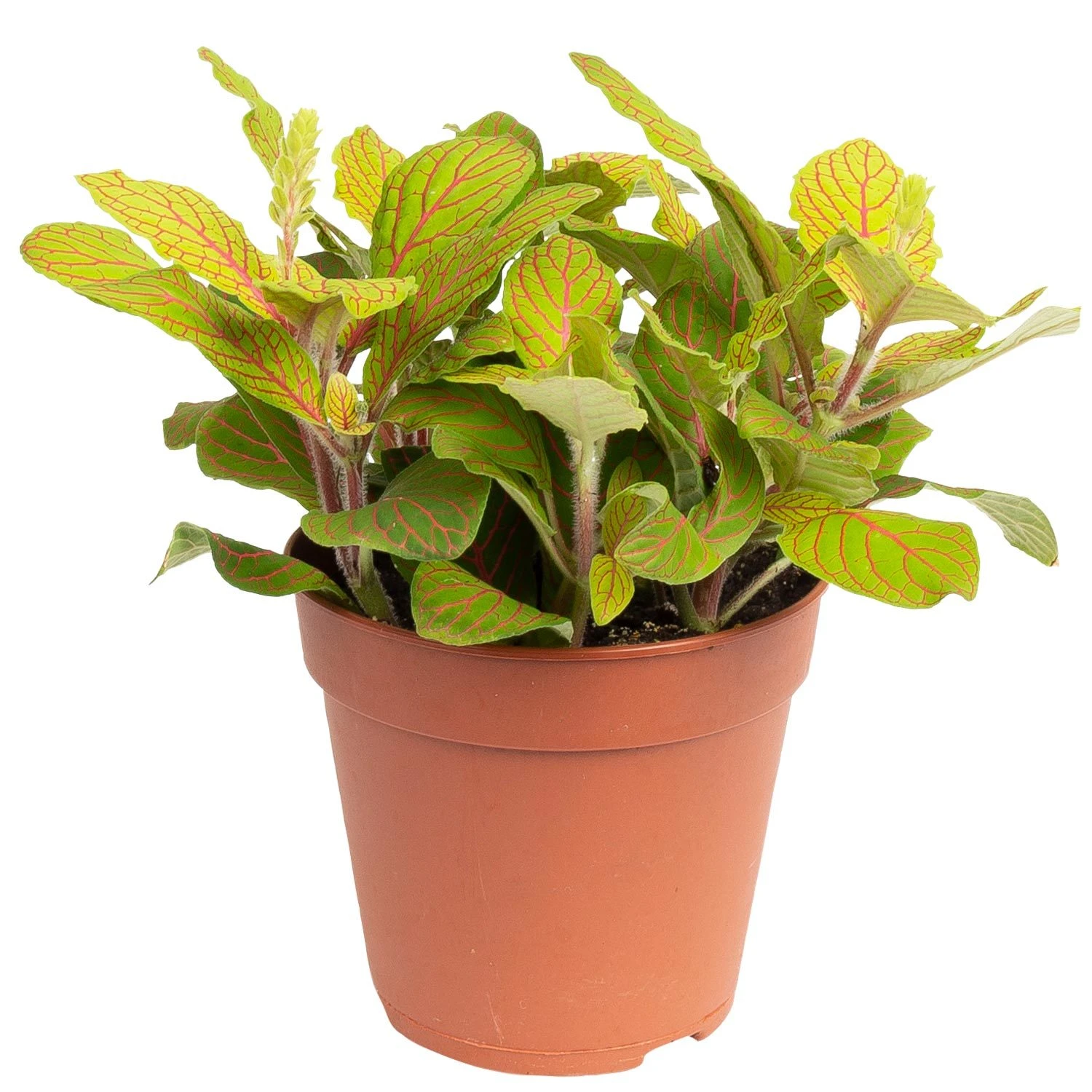 Grünpflanzen Trend-Mix, Hängend Bis Kletternd, Topf 12 Cm Ø - Image 7