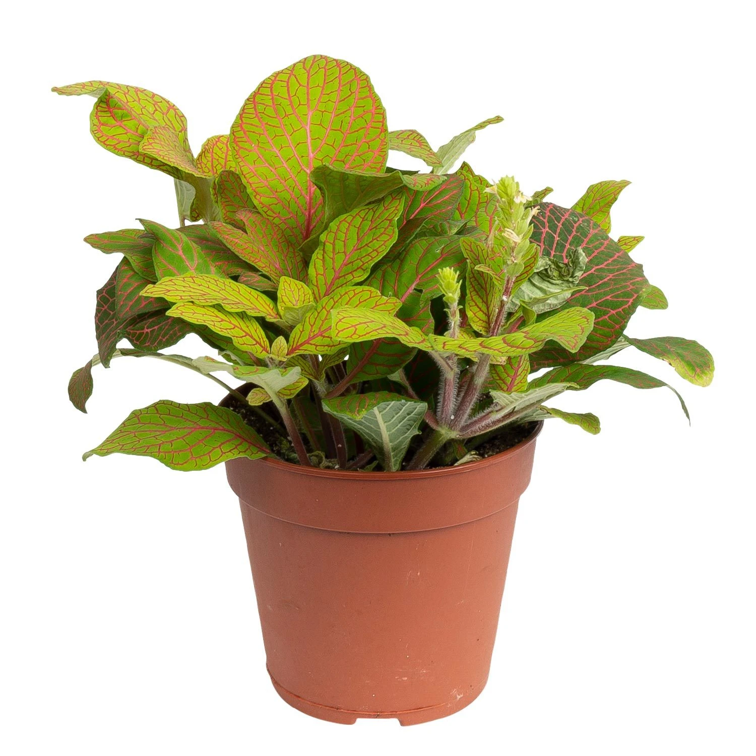 Grünpflanzen Trend-Mix, Hängend Bis Kletternd, Topf 12 Cm Ø - Image 6