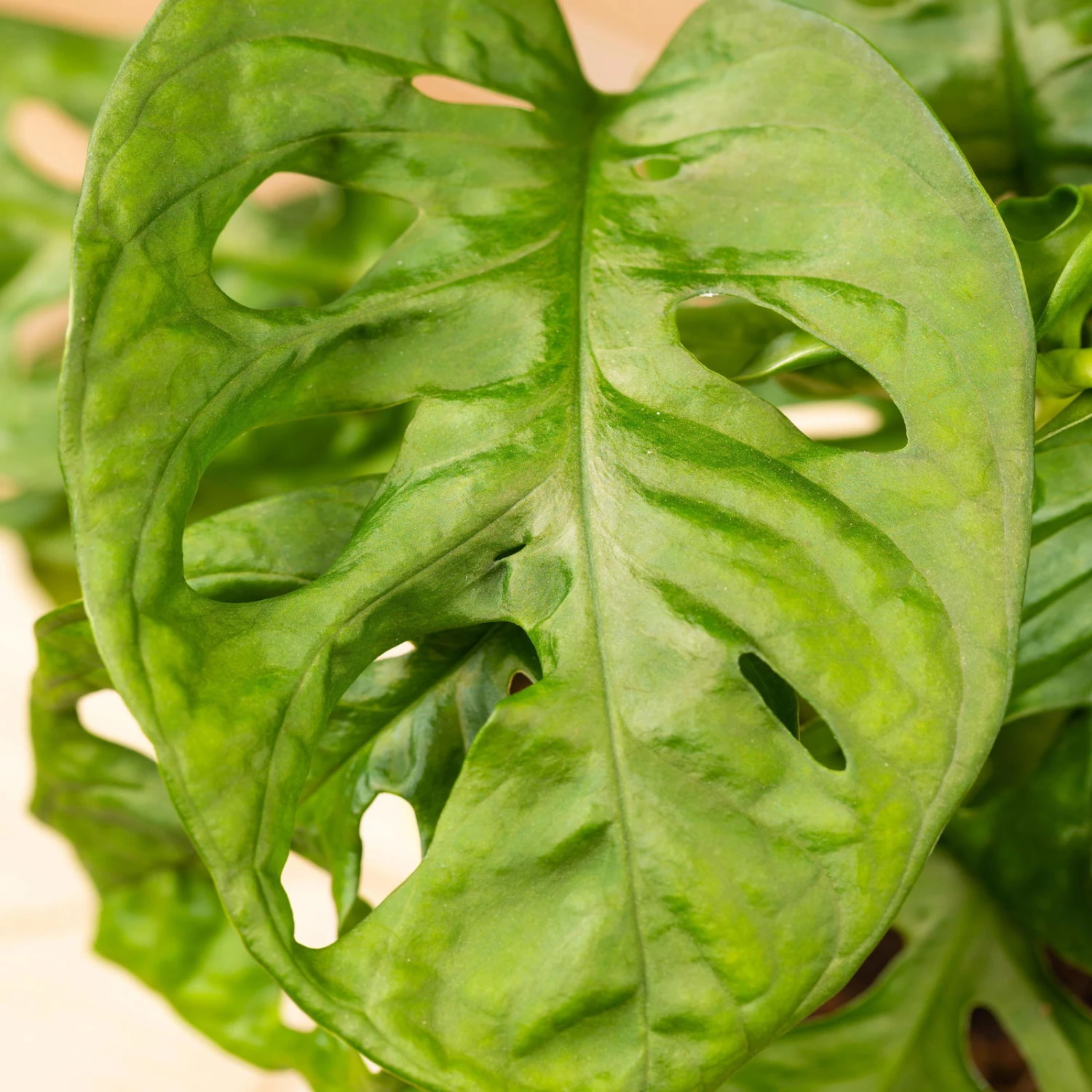 Grünpflanzen Trend-Mix, Hängend Bis Kletternd, Topf 12 Cm Ø - Image 12