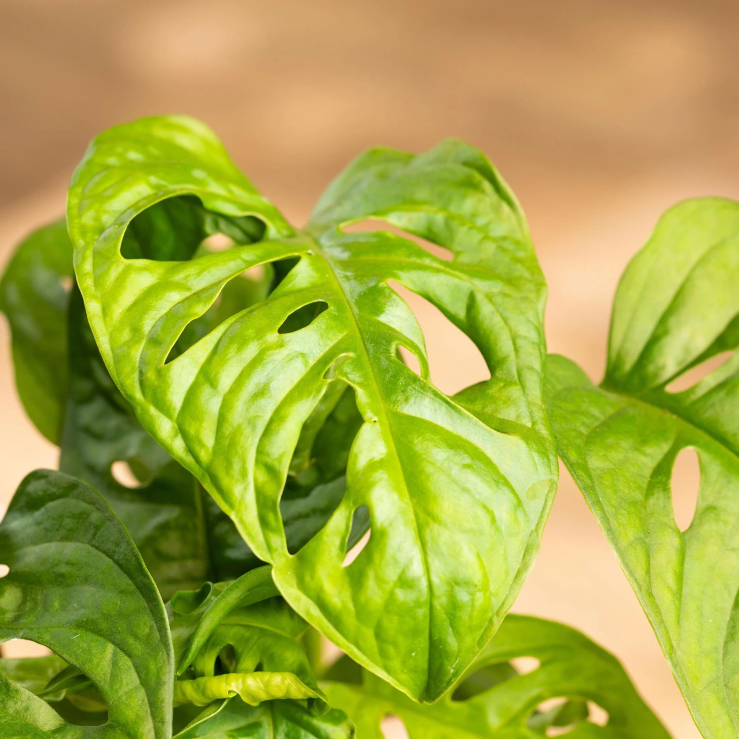 Grünpflanzen Trend-Mix, Hängend Bis Kletternd, Topf 12 Cm Ø - Image 11