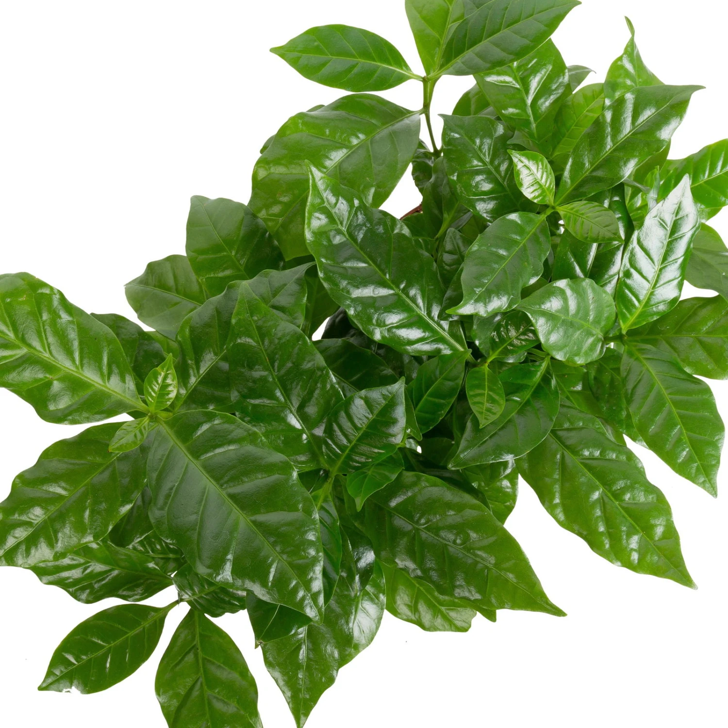 Grünpflanzen Trend-Mix, Aufrecht Wachsend , Topf 12 Cm Ø - Image 4