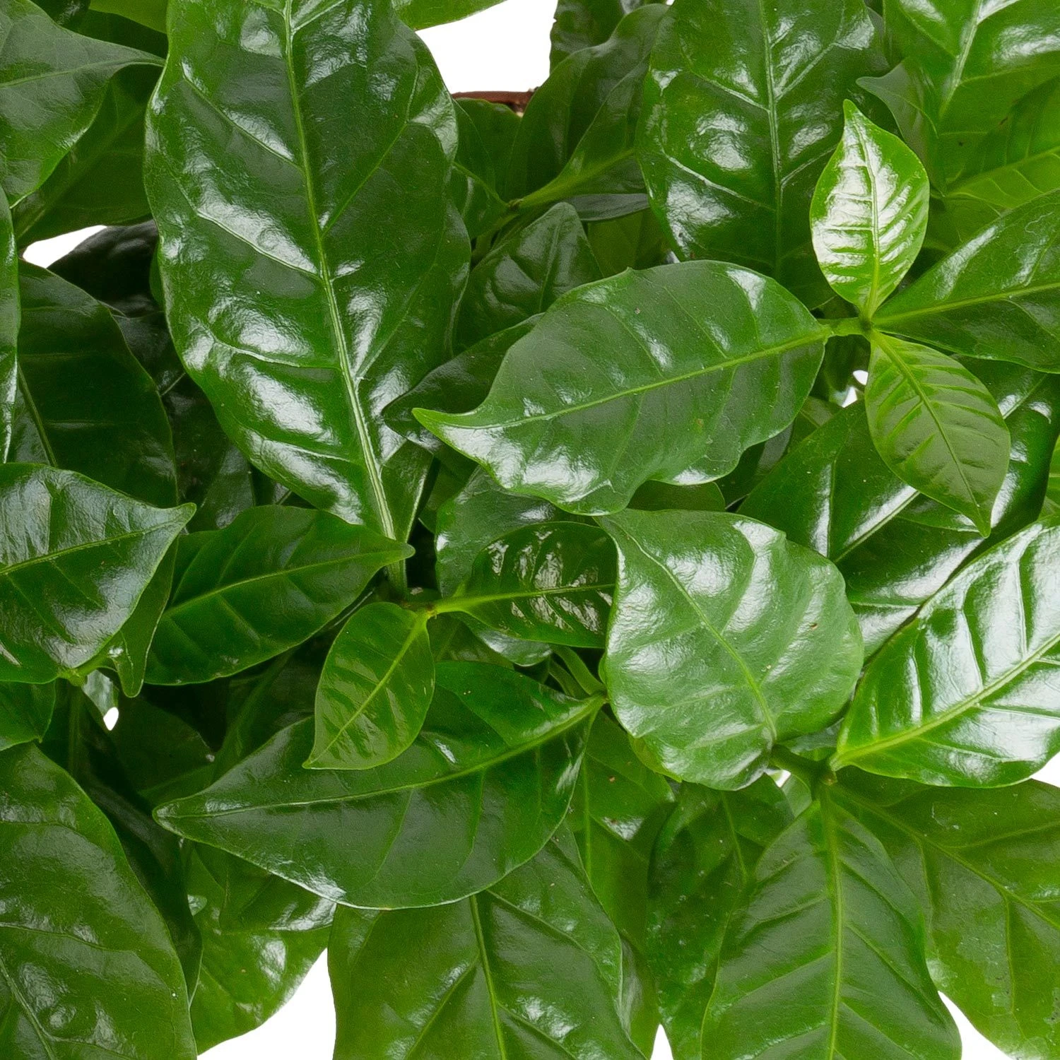 Grünpflanzen Trend-Mix, Aufrecht Wachsend , Topf 12 Cm Ø - Image 5