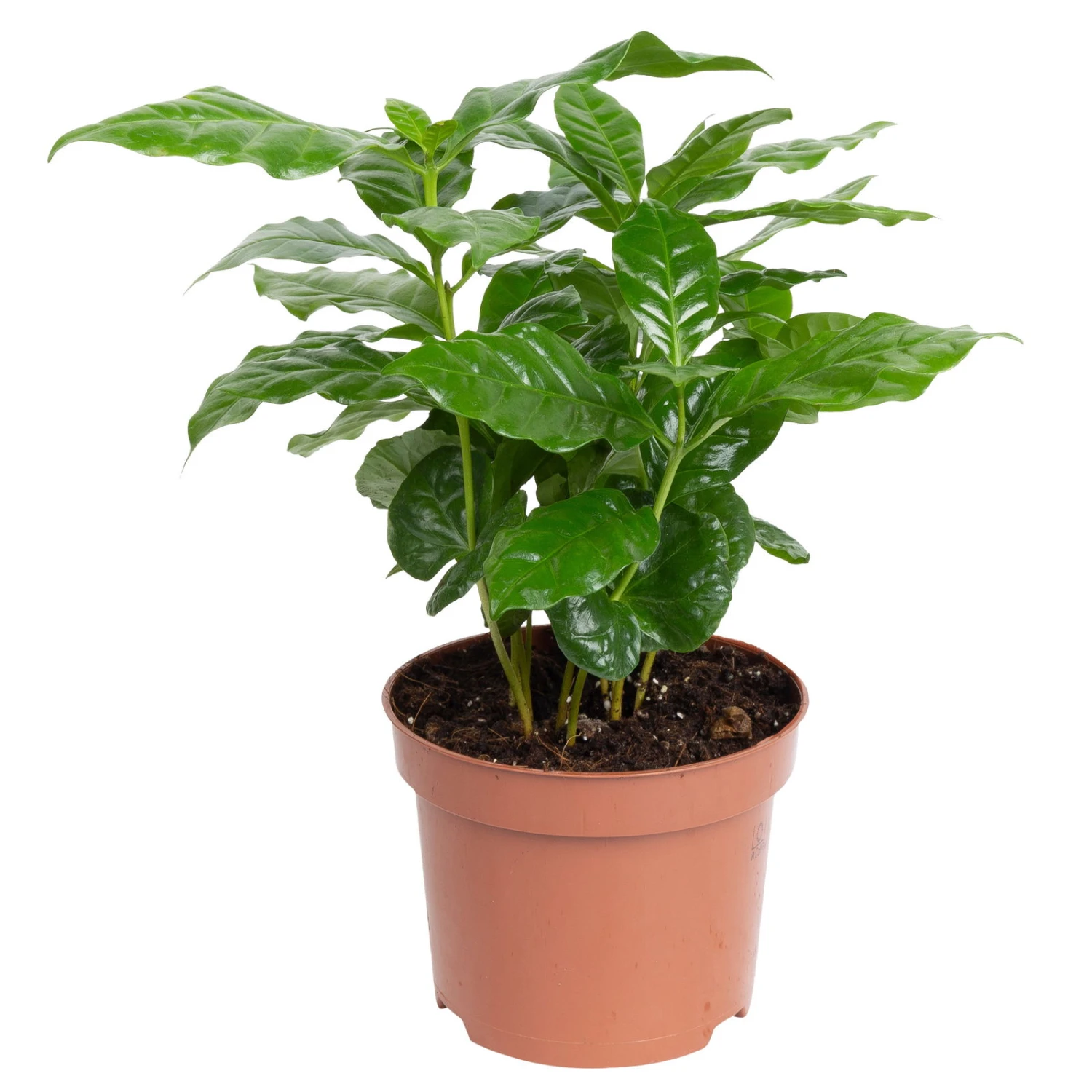 Grünpflanzen Trend-Mix, Aufrecht Wachsend , Topf 12 Cm Ø - Image 3