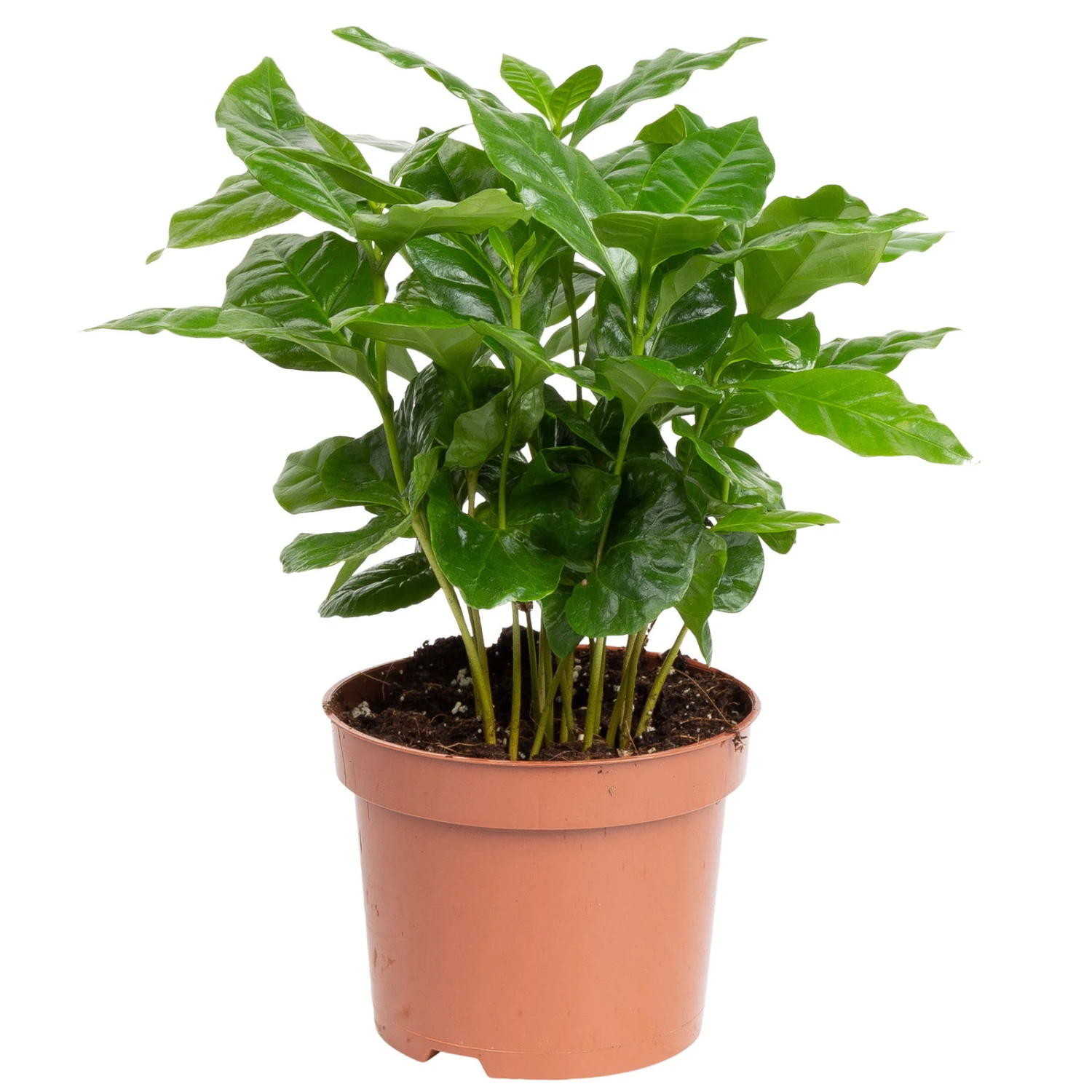 Grünpflanzen Trend-Mix, Aufrecht Wachsend , Topf 12 Cm Ø - Image 2