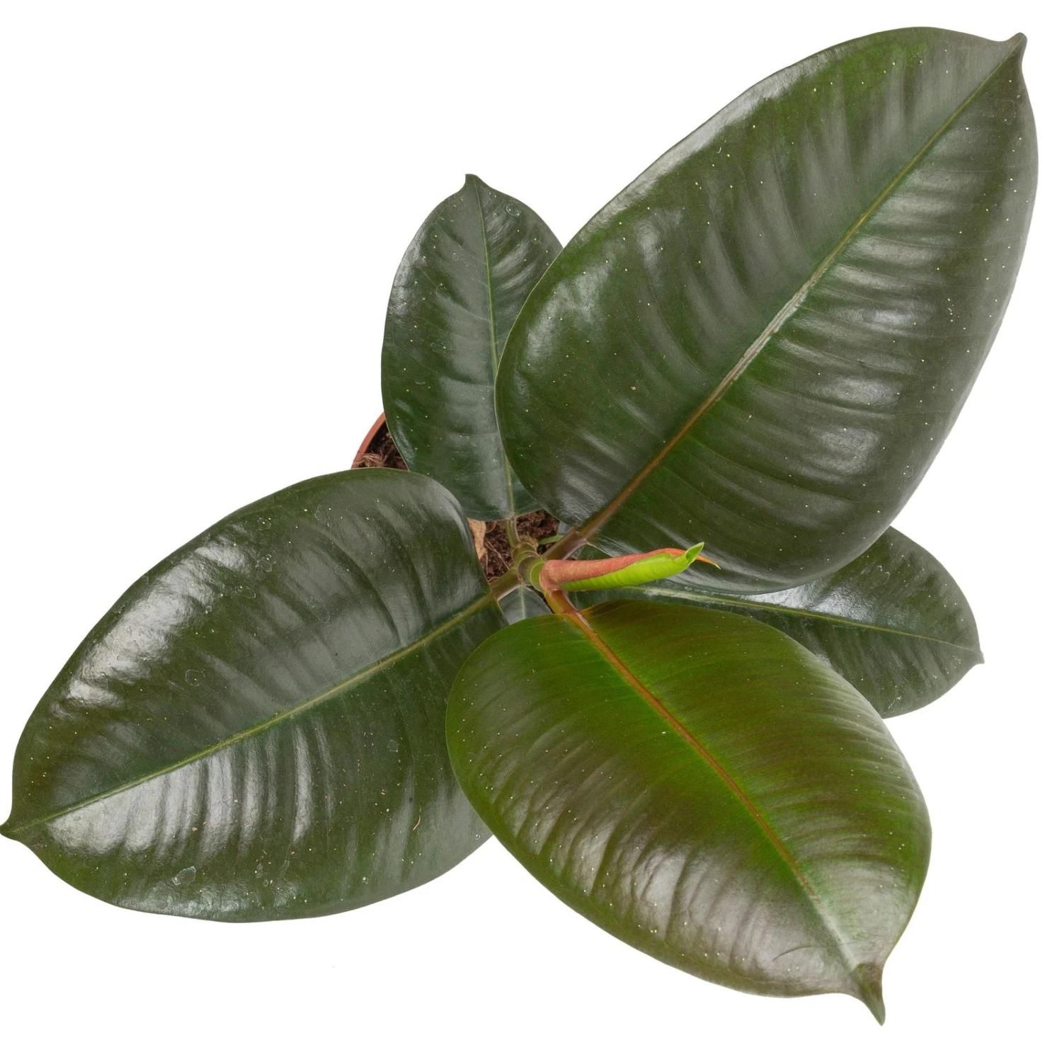 Grünpflanzen Trend-Mix, Aufrecht Wachsend , Topf 12 Cm Ø - Image 12