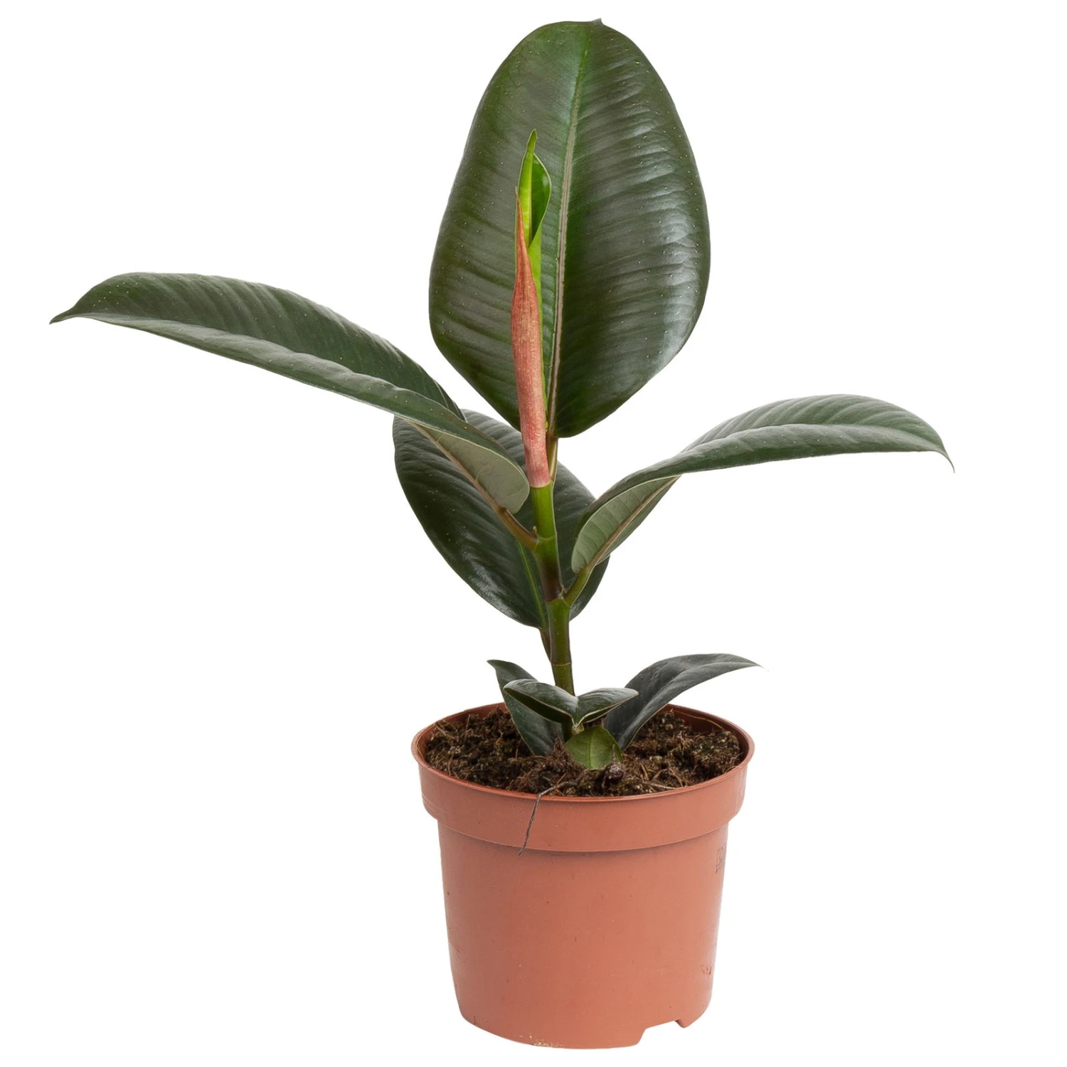 Grünpflanzen Trend-Mix, Aufrecht Wachsend , Topf 12 Cm Ø - Image 11