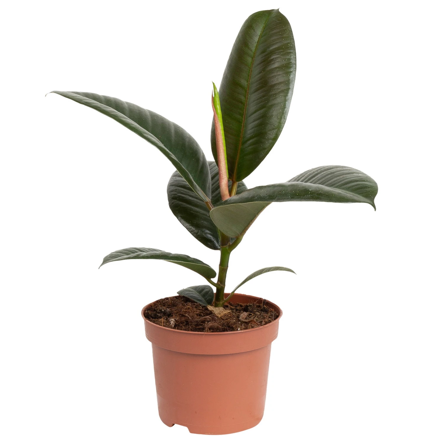 Grünpflanzen Trend-Mix, Aufrecht Wachsend , Topf 12 Cm Ø - Image 10