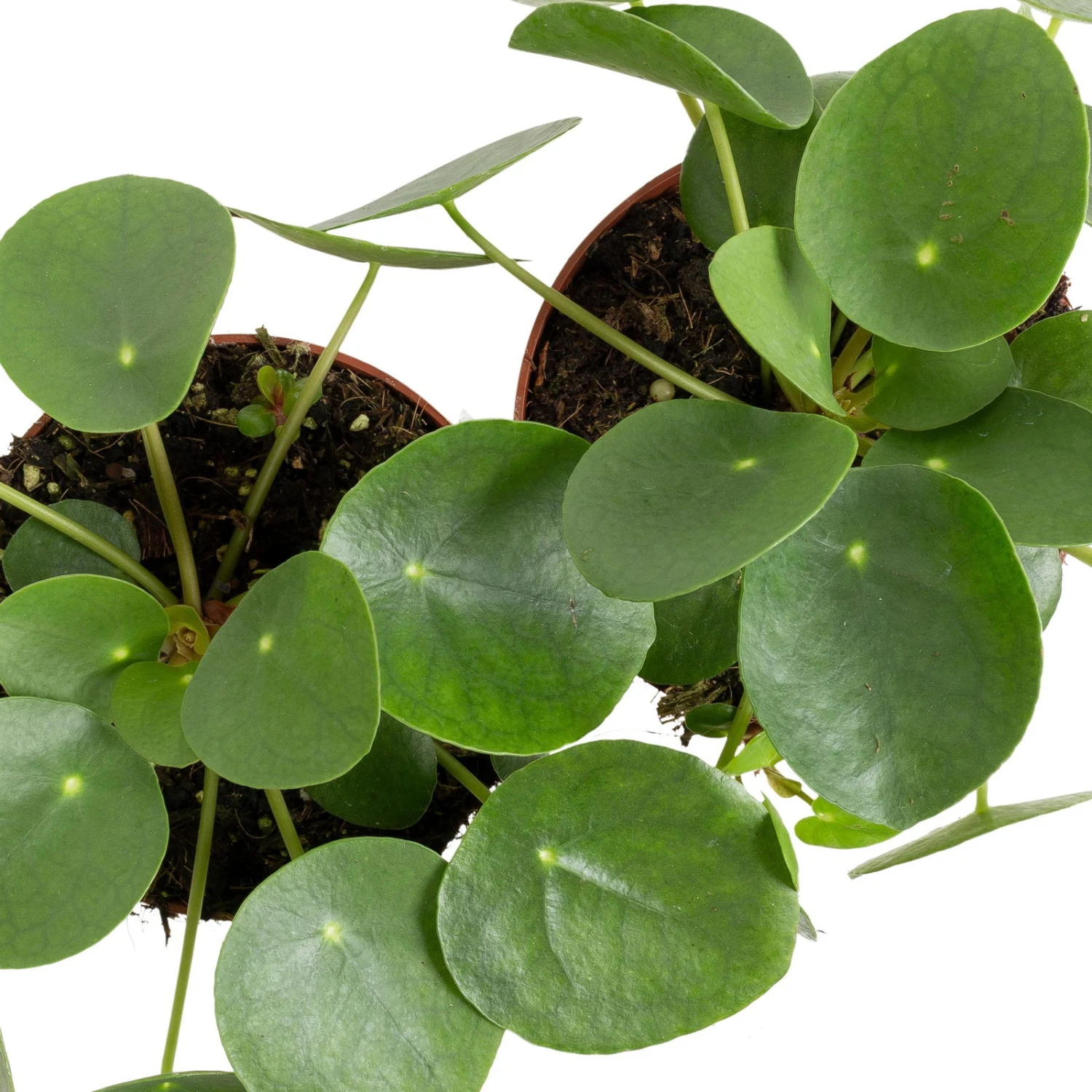 Grünpflanzen Trend-Mix, Aufrecht Wachsend , Topf 12 Cm Ø - Image 9