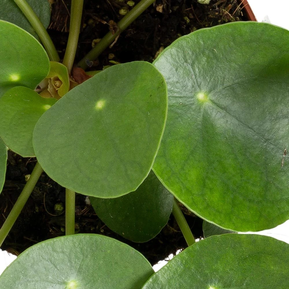 Grünpflanzen Trend-Mix, Aufrecht Wachsend , Topf 12 Cm Ø - Image 8