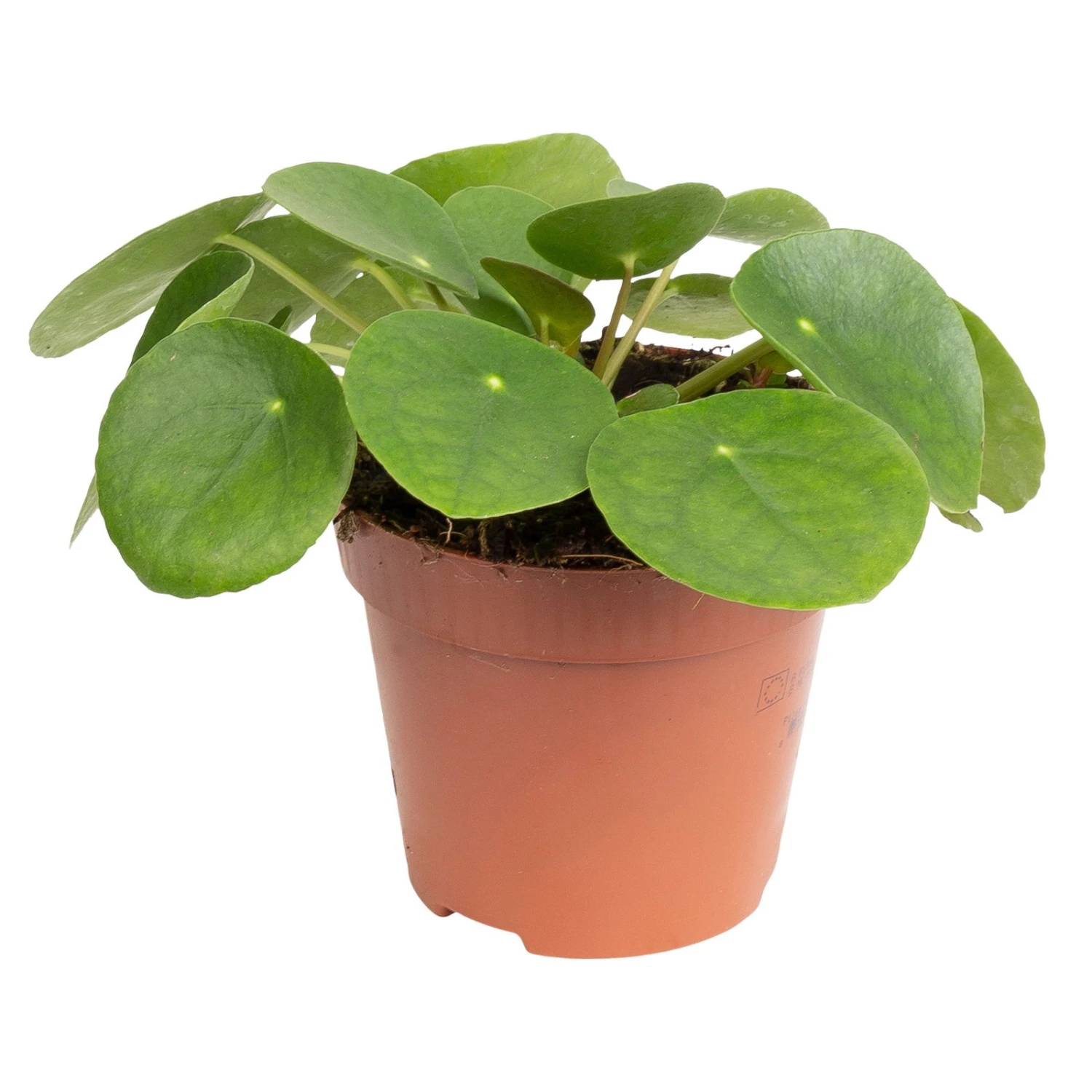 Grünpflanzen Trend-Mix, Aufrecht Wachsend , Topf 12 Cm Ø - Image 6