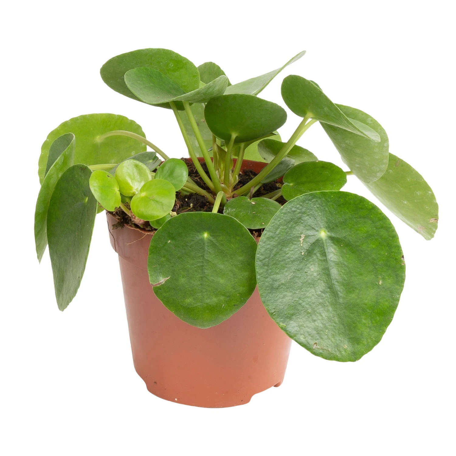 Grünpflanzen Trend-Mix, Aufrecht Wachsend , Topf 12 Cm Ø - Image 7