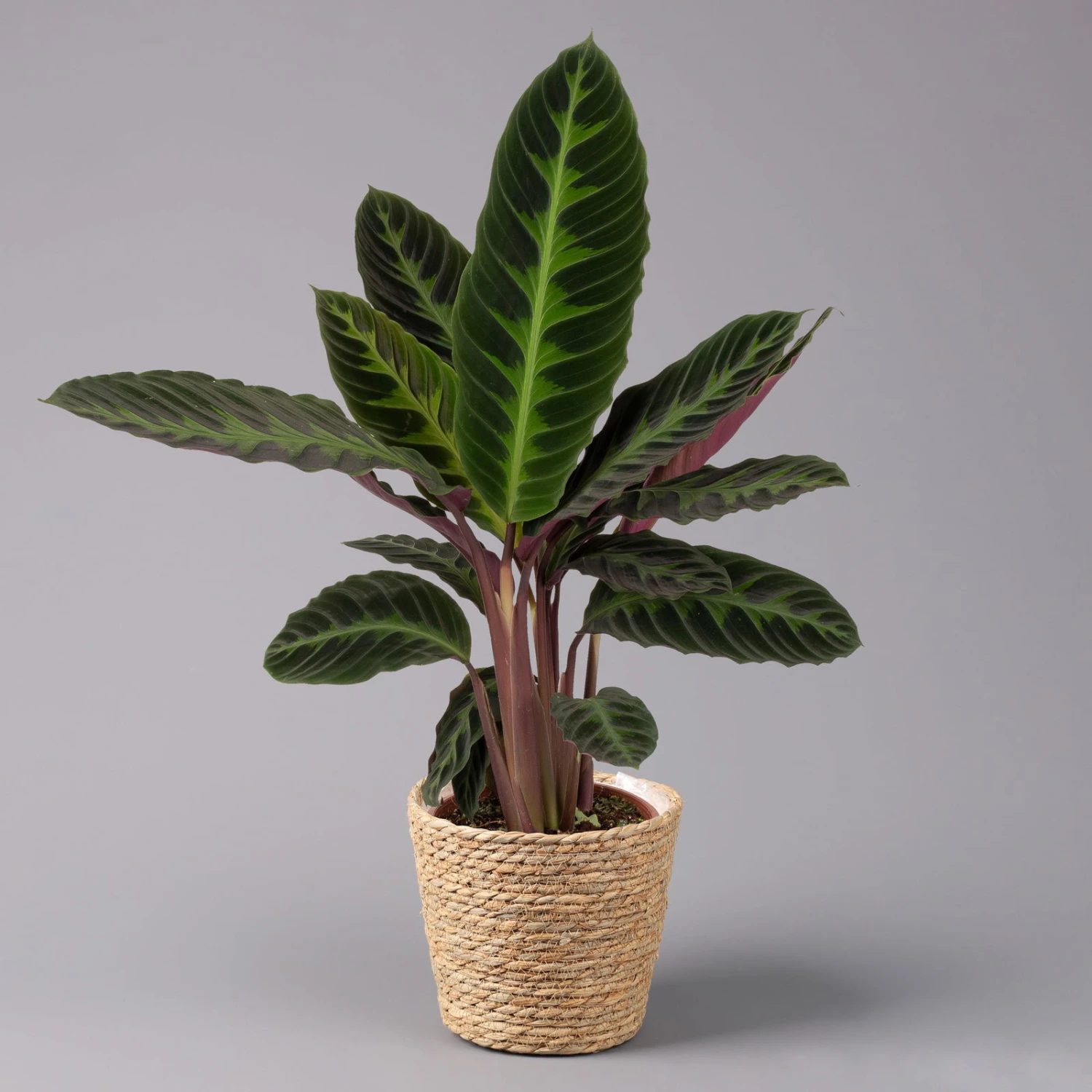 Calathea Warscewiczii Mit Dekokorb Osaka, Topf-Ø 19 Cm. Höhe Ca. 70 Cm