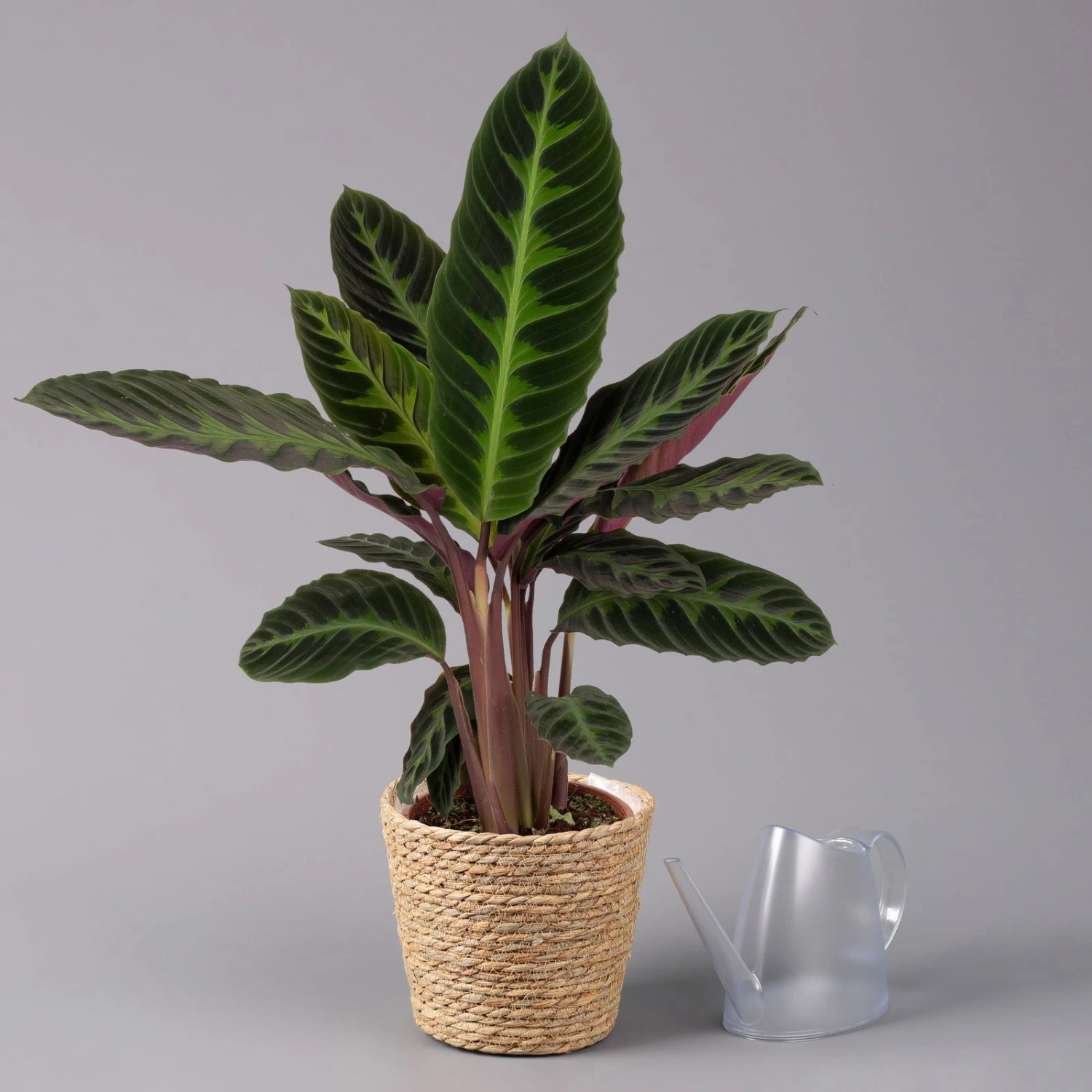 Calathea Warscewiczii Mit Dekokorb Osaka, Topf-Ø 19 Cm. Höhe Ca. 70 Cm - Image 3
