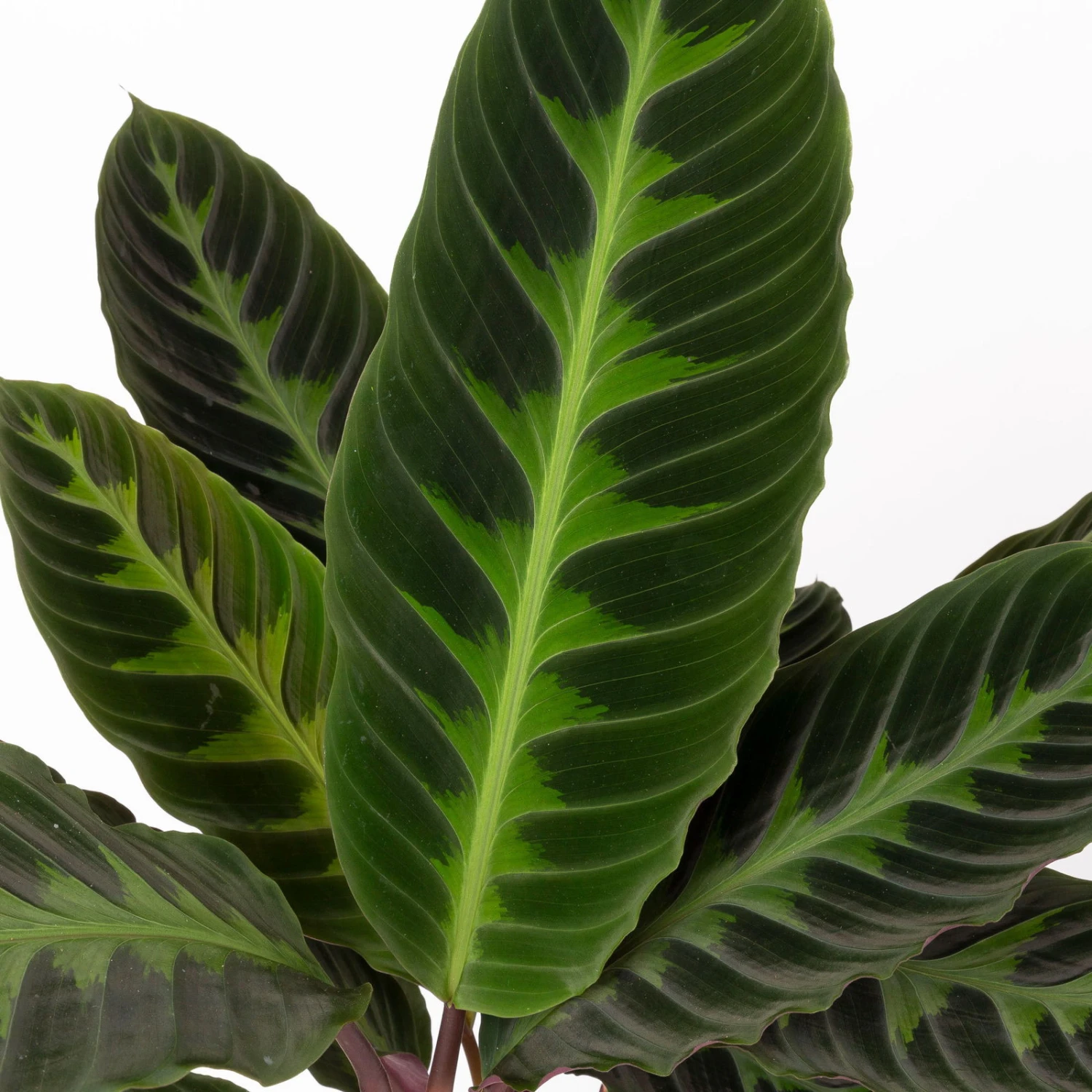 Calathea Warscewiczii Mit Dekokorb Osaka, Topf-Ø 19 Cm. Höhe Ca. 70 Cm - Image 4