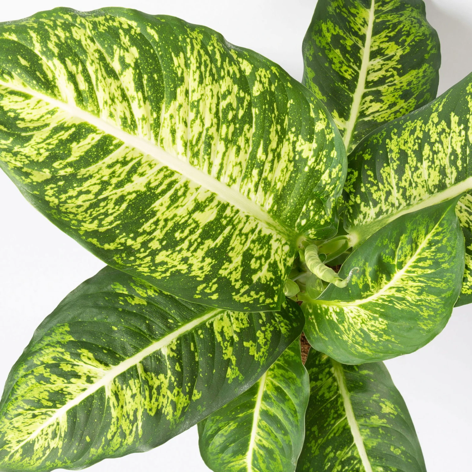 Dieffenbachie 'Mars' Inkl. Topf Tusca Weiß, Topf-Ø17cm, Höhe Ca. 50-60 Cm - Image 4
