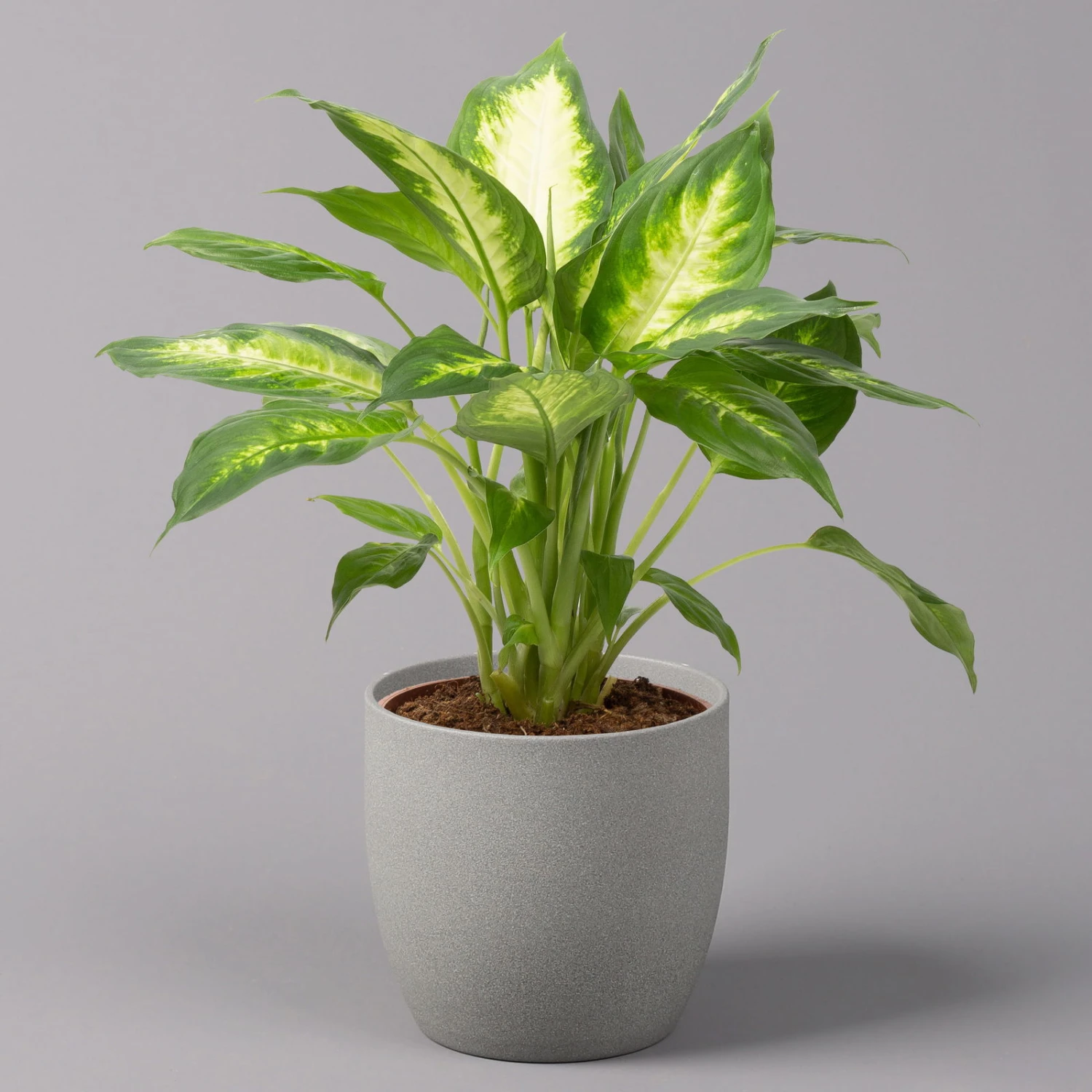 Dieffenbachie 'Camilla' , Topf-Ø17cm, Höhe Ca. 50-60 Cm