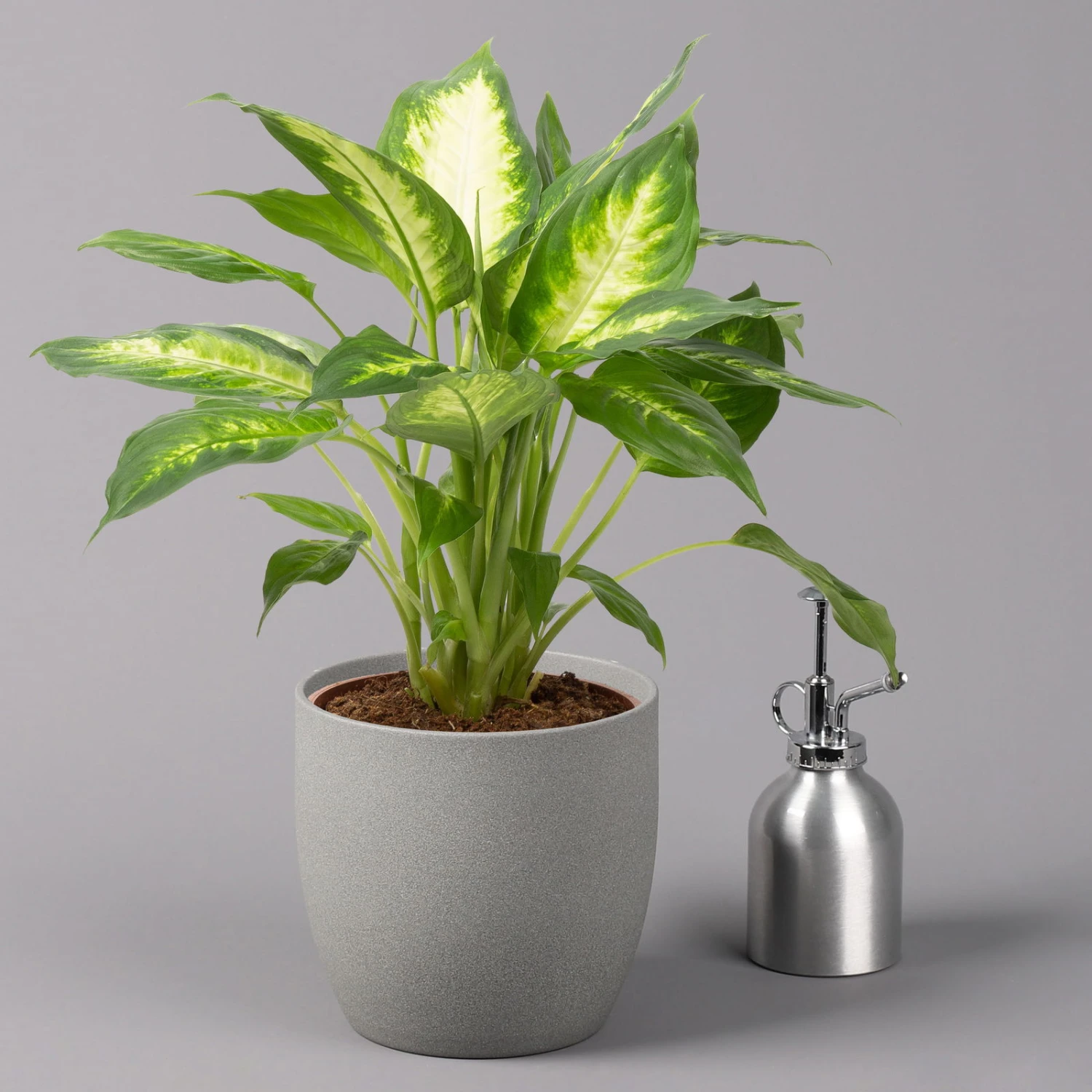 Dieffenbachie 'Camilla' , Topf-Ø17cm, Höhe Ca. 50-60 Cm - Image 3