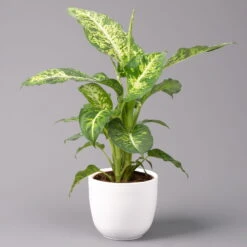 Dieffenbachie 'Mars' Inkl. Topf Tusca Weiß, Topf-Ø17cm, Höhe Ca. 50-60 Cm