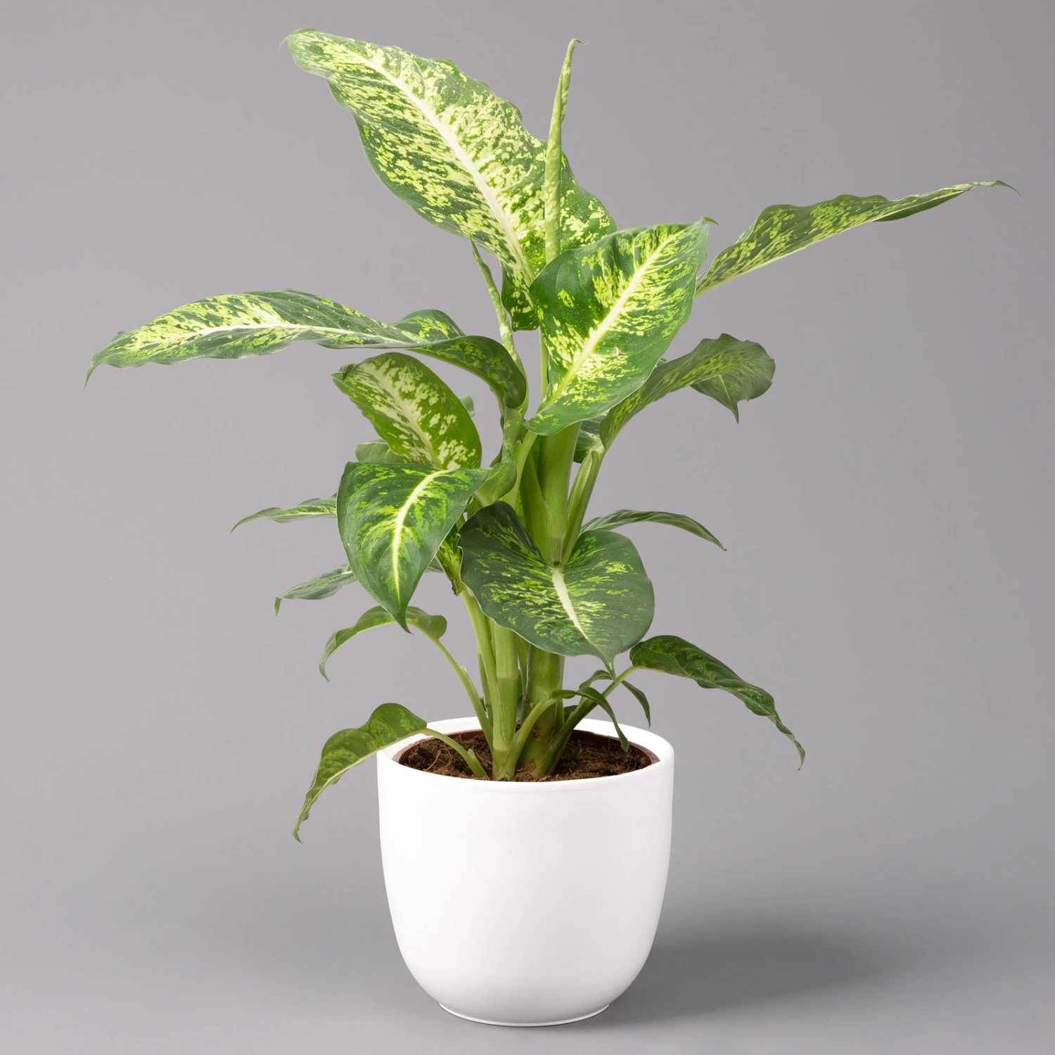 Dieffenbachie 'Mars' Inkl. Topf Tusca Weiß, Topf-Ø17cm, Höhe Ca. 50-60 Cm