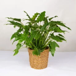 Philodendron Xanadu Im Korb Gaby Natur, Topf-Ø 21 Cm, Höhe Ca. 30-50 Cm
