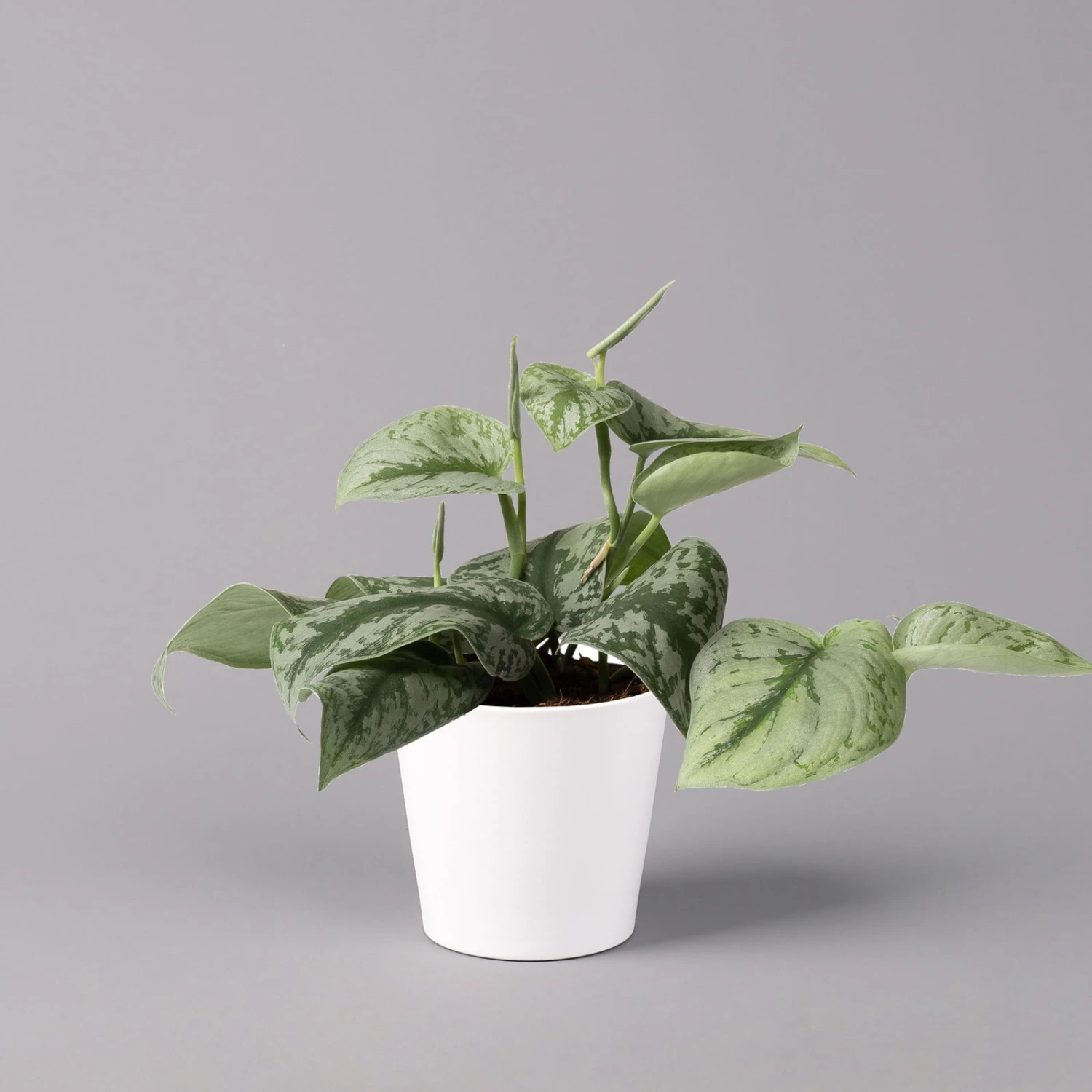 Scindapsus Pictus 'Trebie' In Keramiktopf Dallas Weiß, Topf-Ø 12 Cm - Image 2